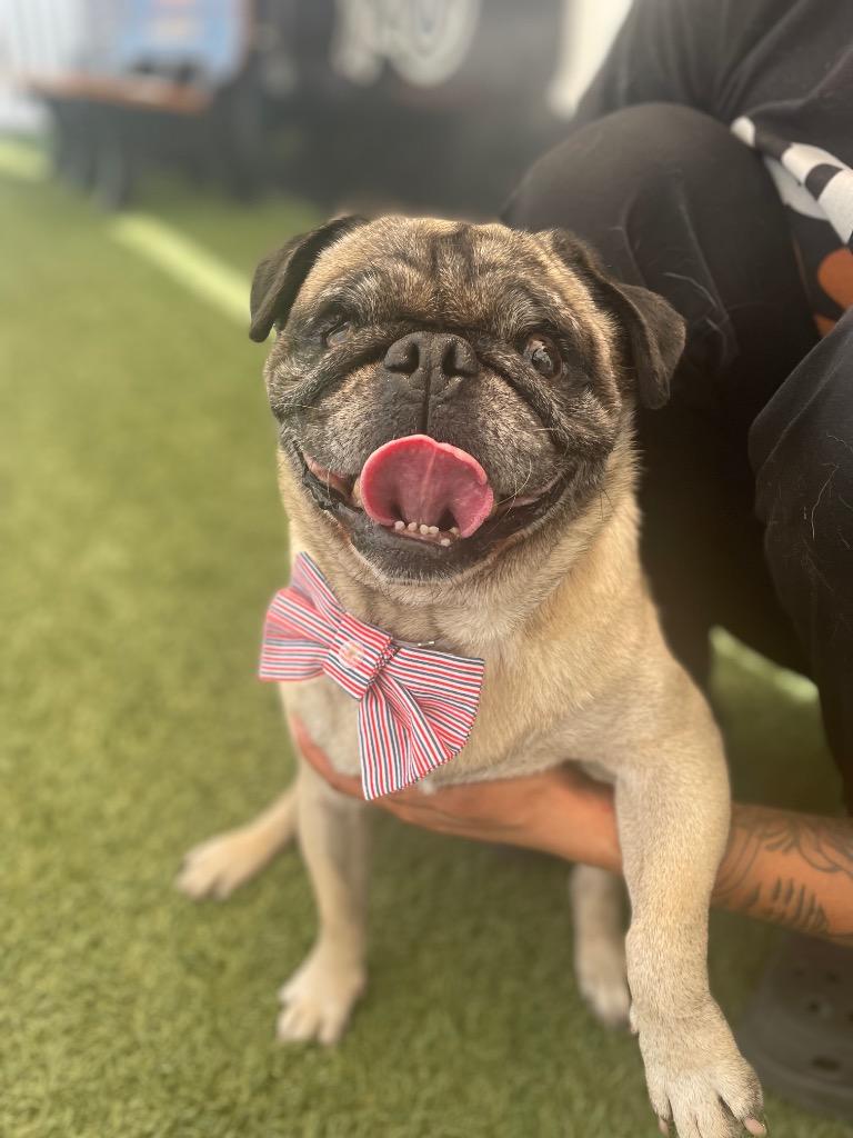 Enlarge Levon *special needs*, a Adoptable Pug in Gardena, CA image 2/4