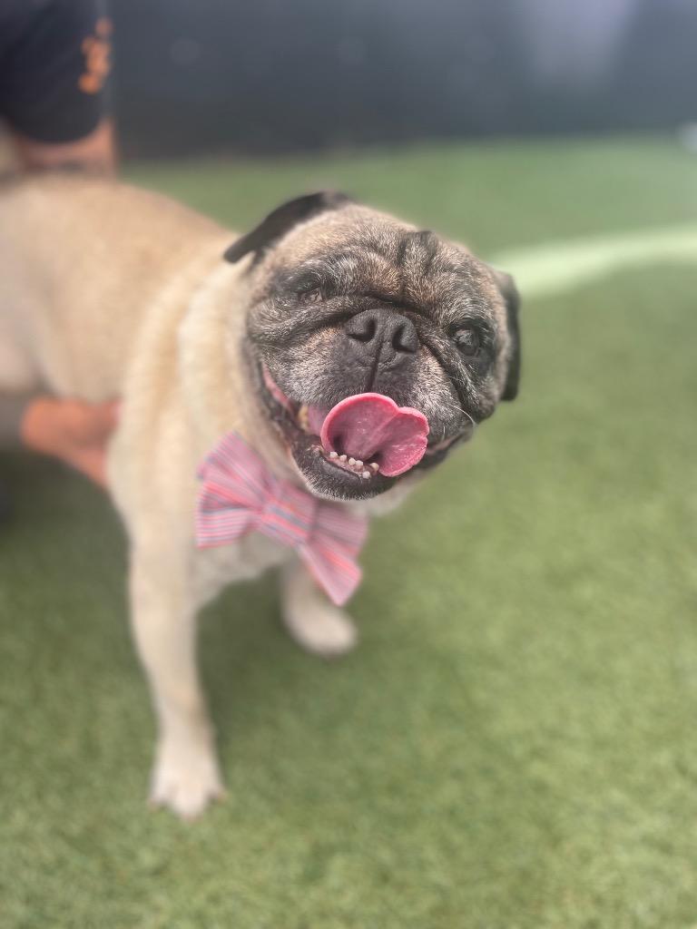 Enlarge Levon *special needs*, a Adoptable Pug in Gardena, CA image 2/6