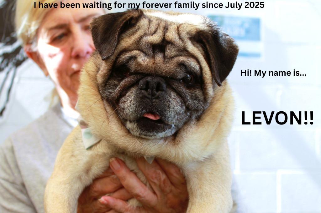 Enlarge Levon *special needs*, a Adoptable Pug in Gardena, CA image 3/6