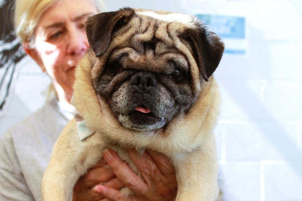 Enlarge Levon *special needs*, a Adoptable Pug in Gardena, CA image 4/6