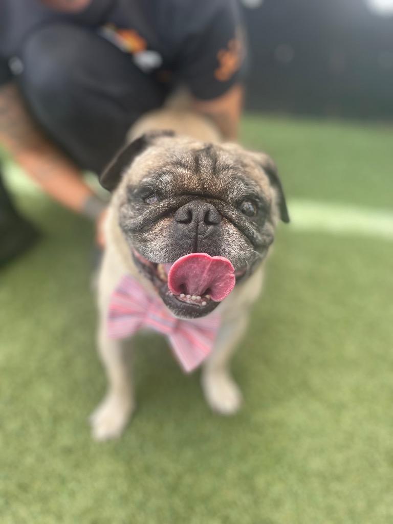 Enlarge Levon *special needs*, a Adoptable Pug in Gardena, CA image 4/4