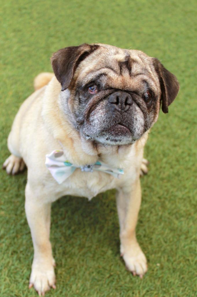 Enlarge Levon *special needs*, a Adoptable Pug in Gardena, CA image 5/6