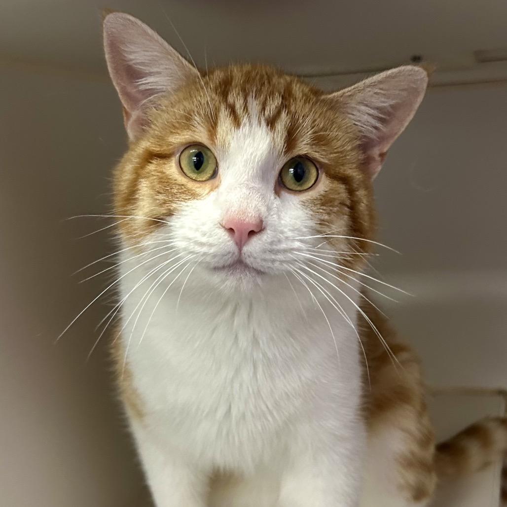 Geek, ADOPTABLE, Adult Male Domestic Short Hair.