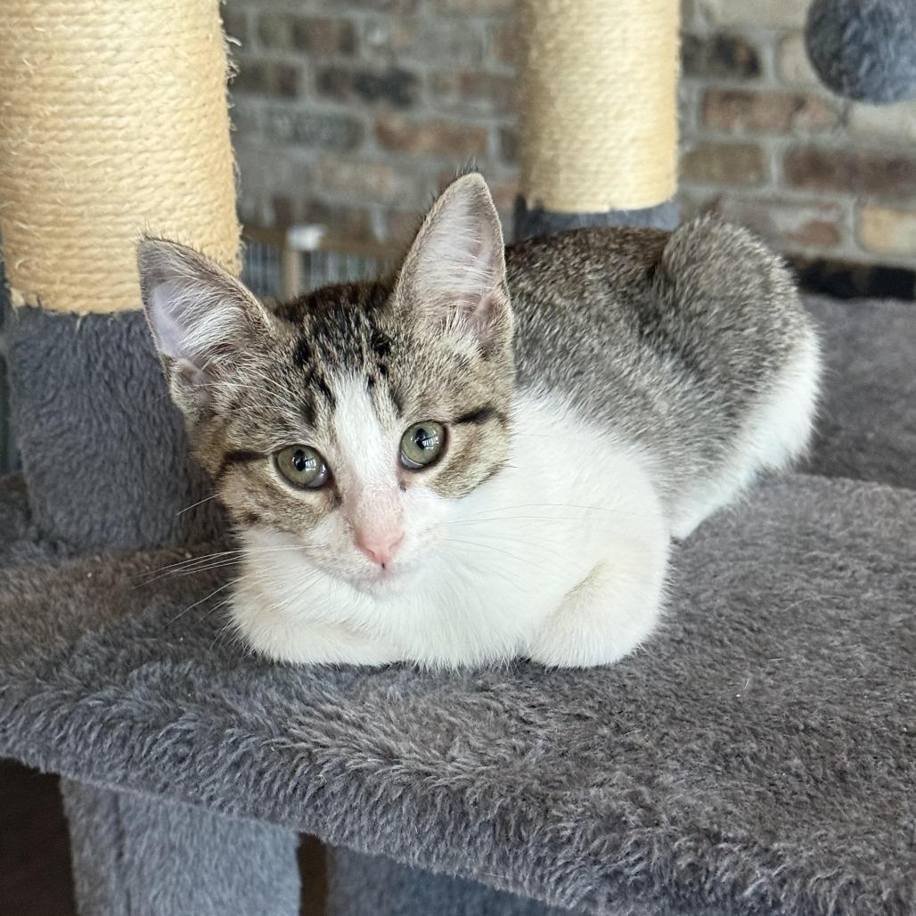 Enlarge Alex C007558, a Adoptable Domestic Short Hair in Prosper, TX image 6/6