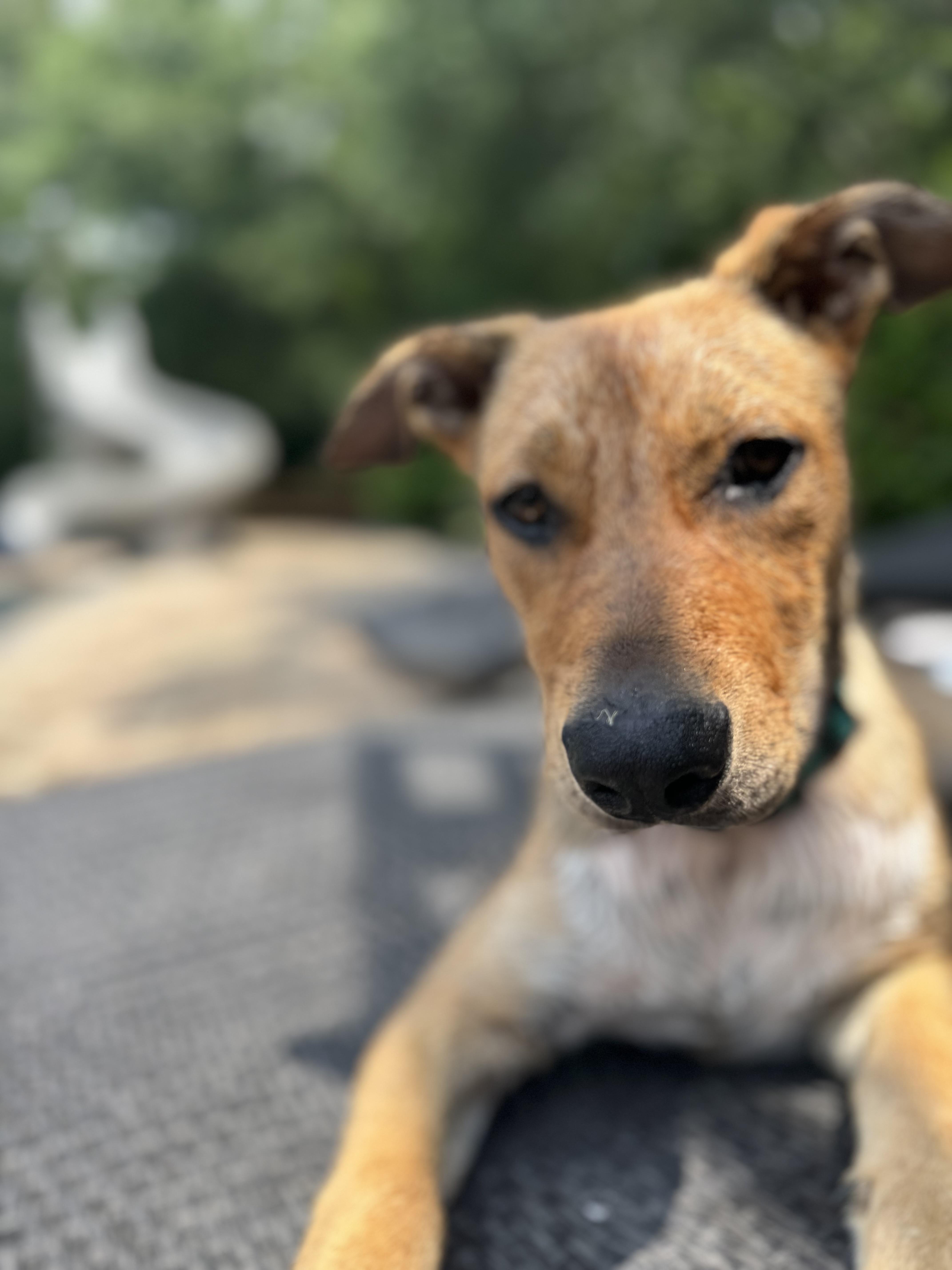 Ryder, a Adoptable mixed breed in Rochester, NY image 1/6