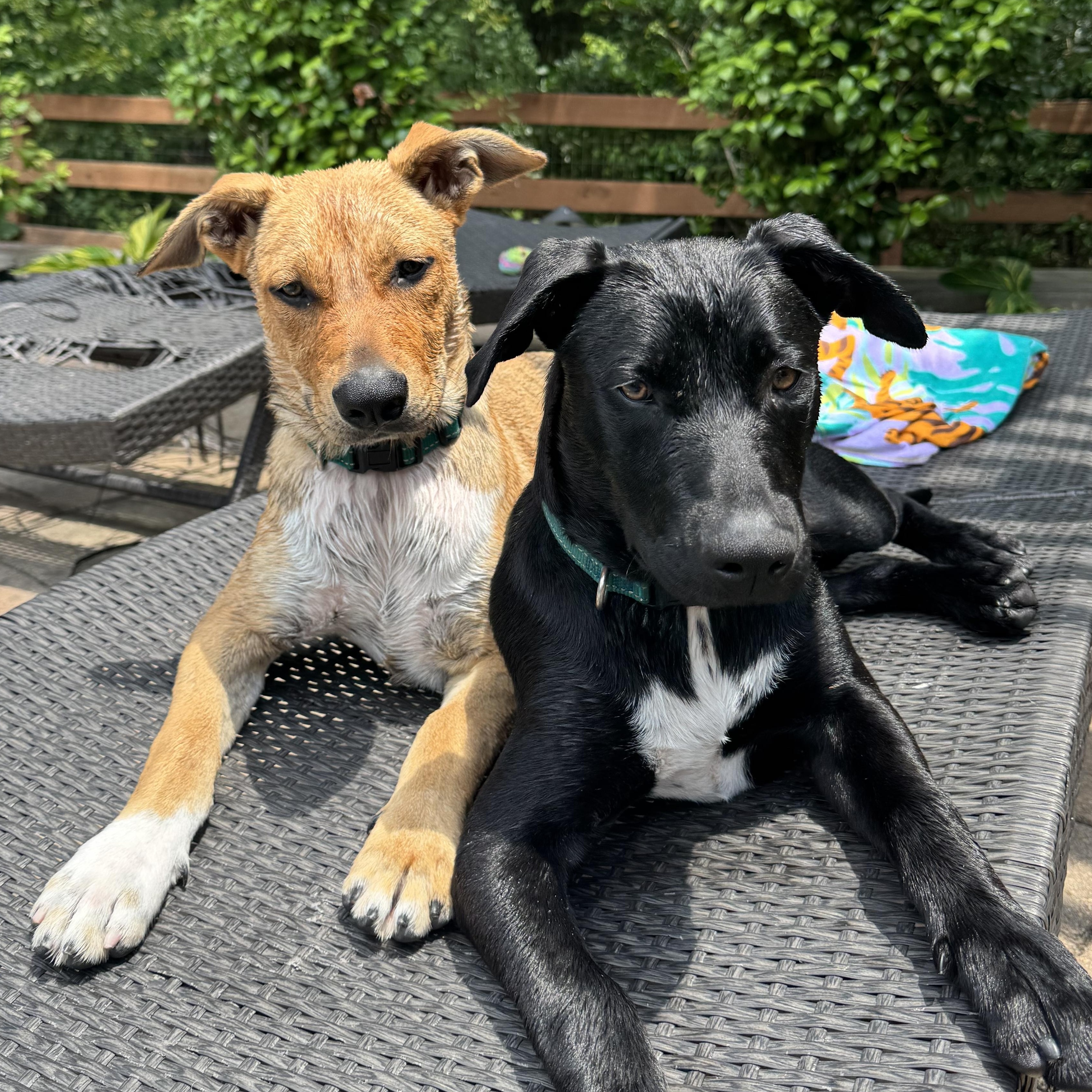 Ryder, a Adoptable mixed breed in Rochester, NY image 3/6