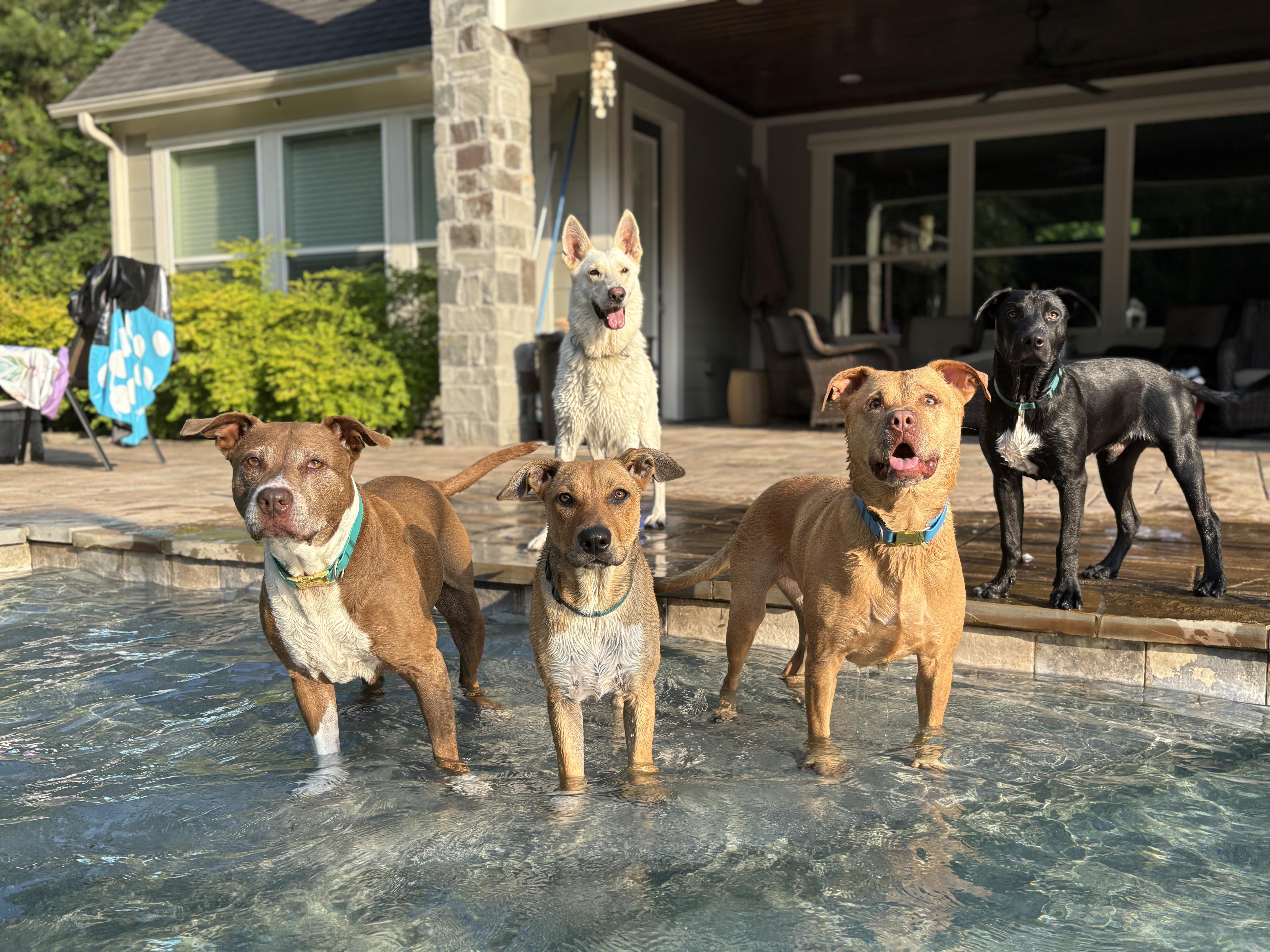 Ryder, a Adoptable mixed breed in Rochester, NY image 6/6