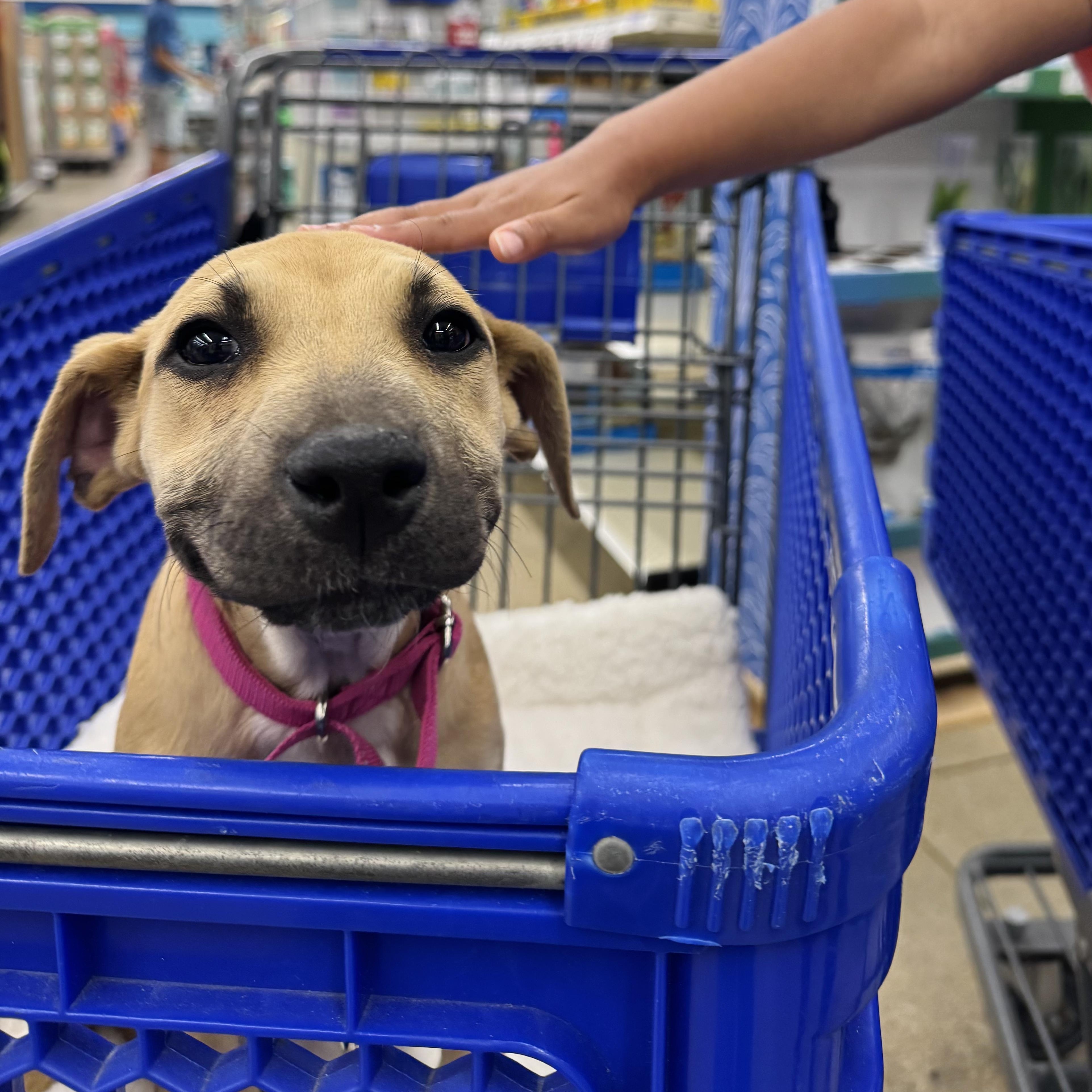 Enlarge MILLIE!, an adopted Shepherd in Longmont, CO image 1/6