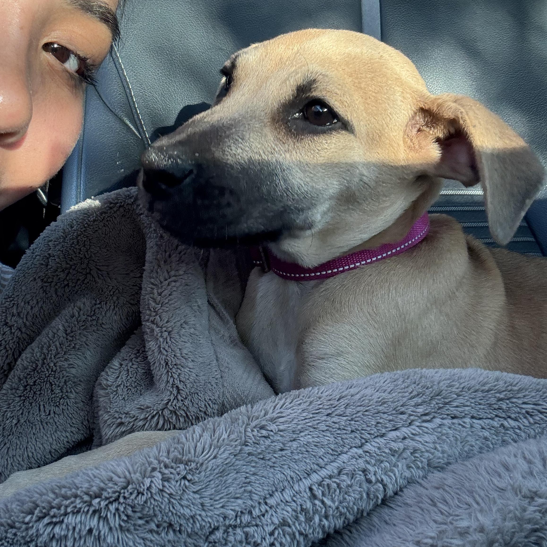 Enlarge MILLIE!, an adopted Shepherd in Longmont, CO image 5/6