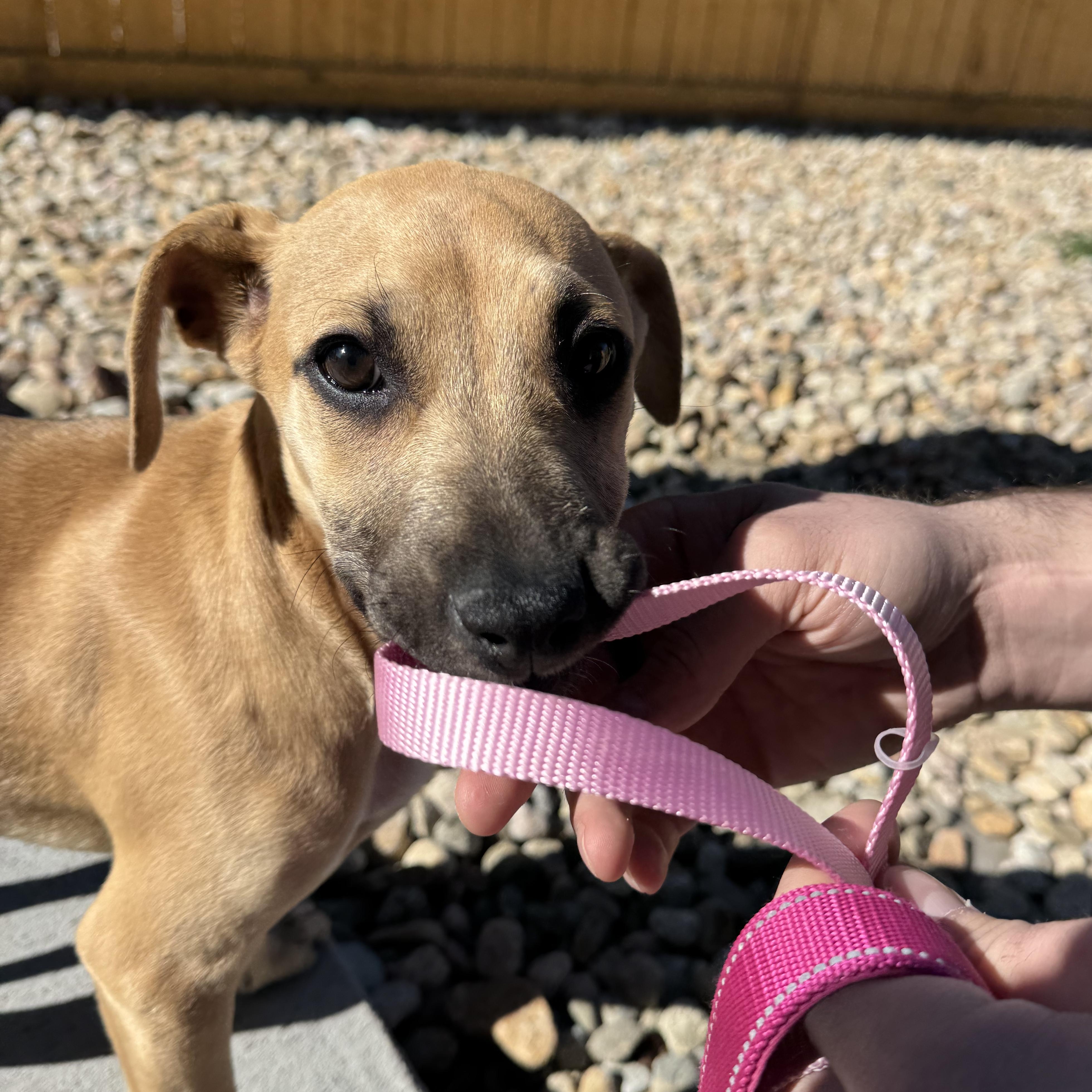 Enlarge MILLIE!, an adopted Shepherd in Longmont, CO image 4/6
