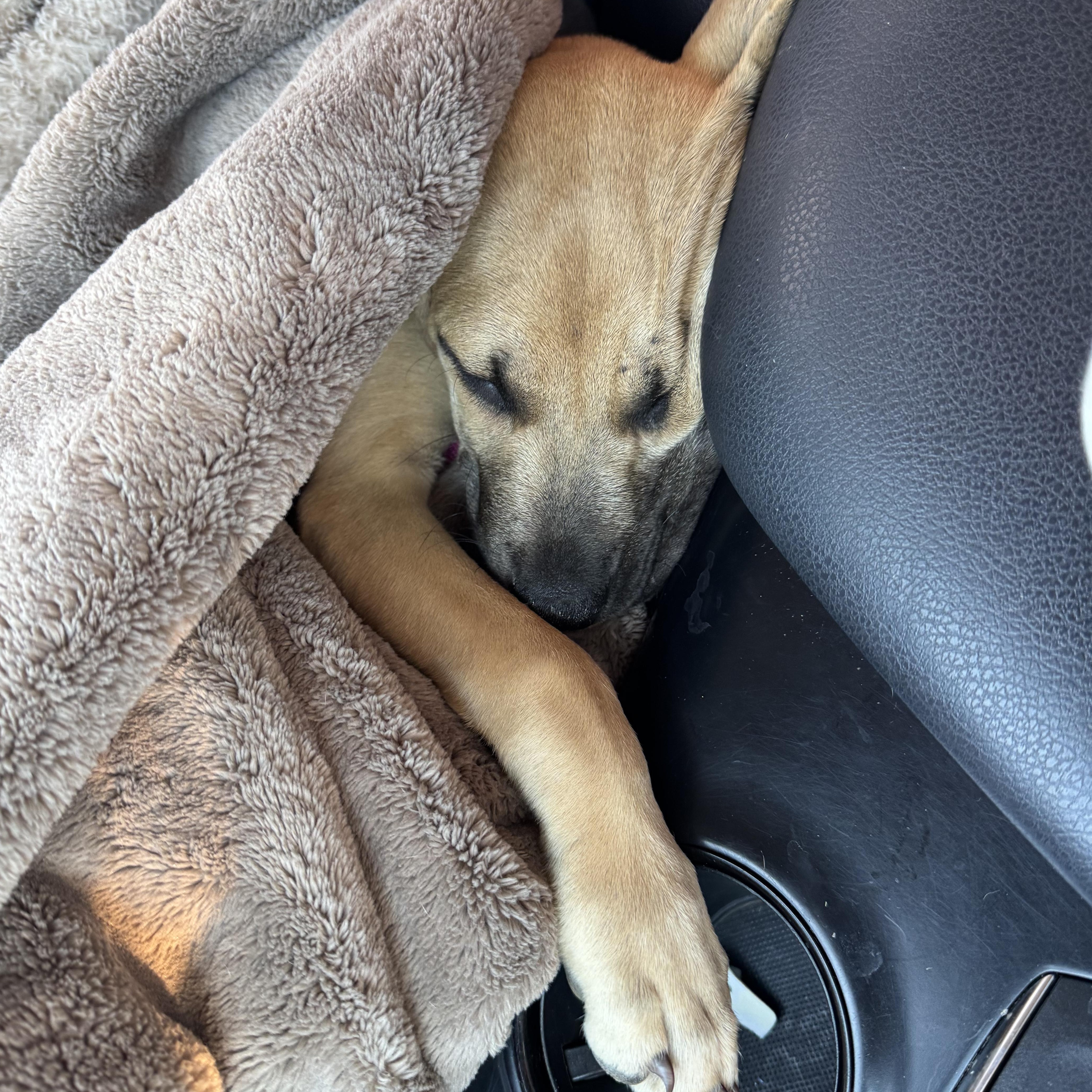 Enlarge MILLIE!, an adopted Shepherd in Longmont, CO image 3/6