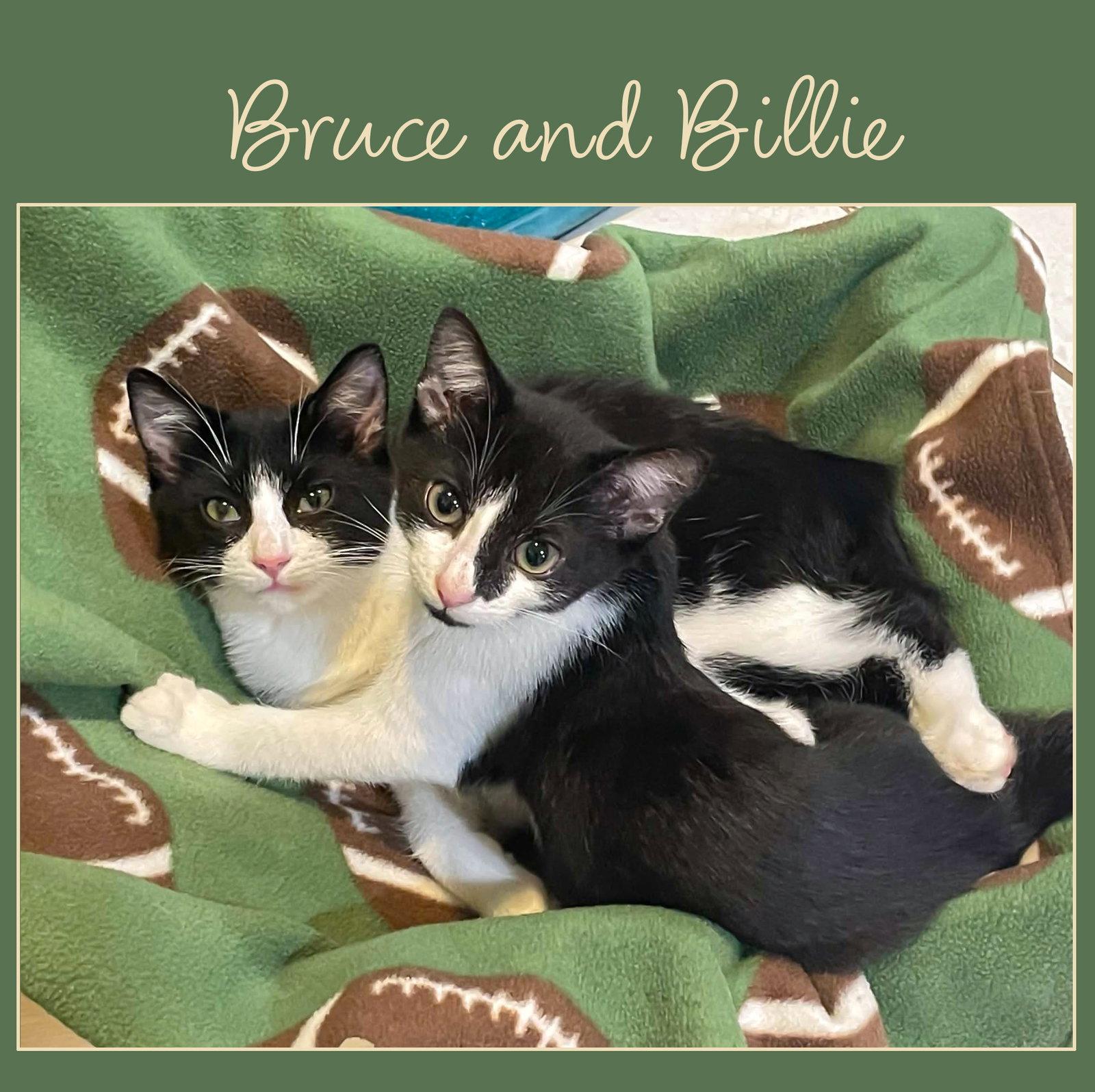 Enlarge Billie, a Adoptable Domestic Short Hair in Flint Hill, VA image 1/2