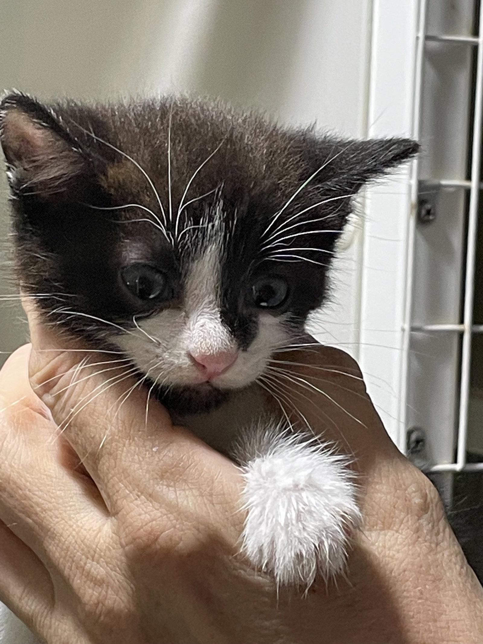 Enlarge Billie, a Adoptable Domestic Short Hair in Flint Hill, VA image 2/2