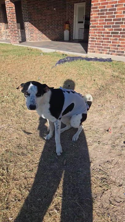 Enlarge MIA, a Adoptable mixed breed in New York, NY video 5/6