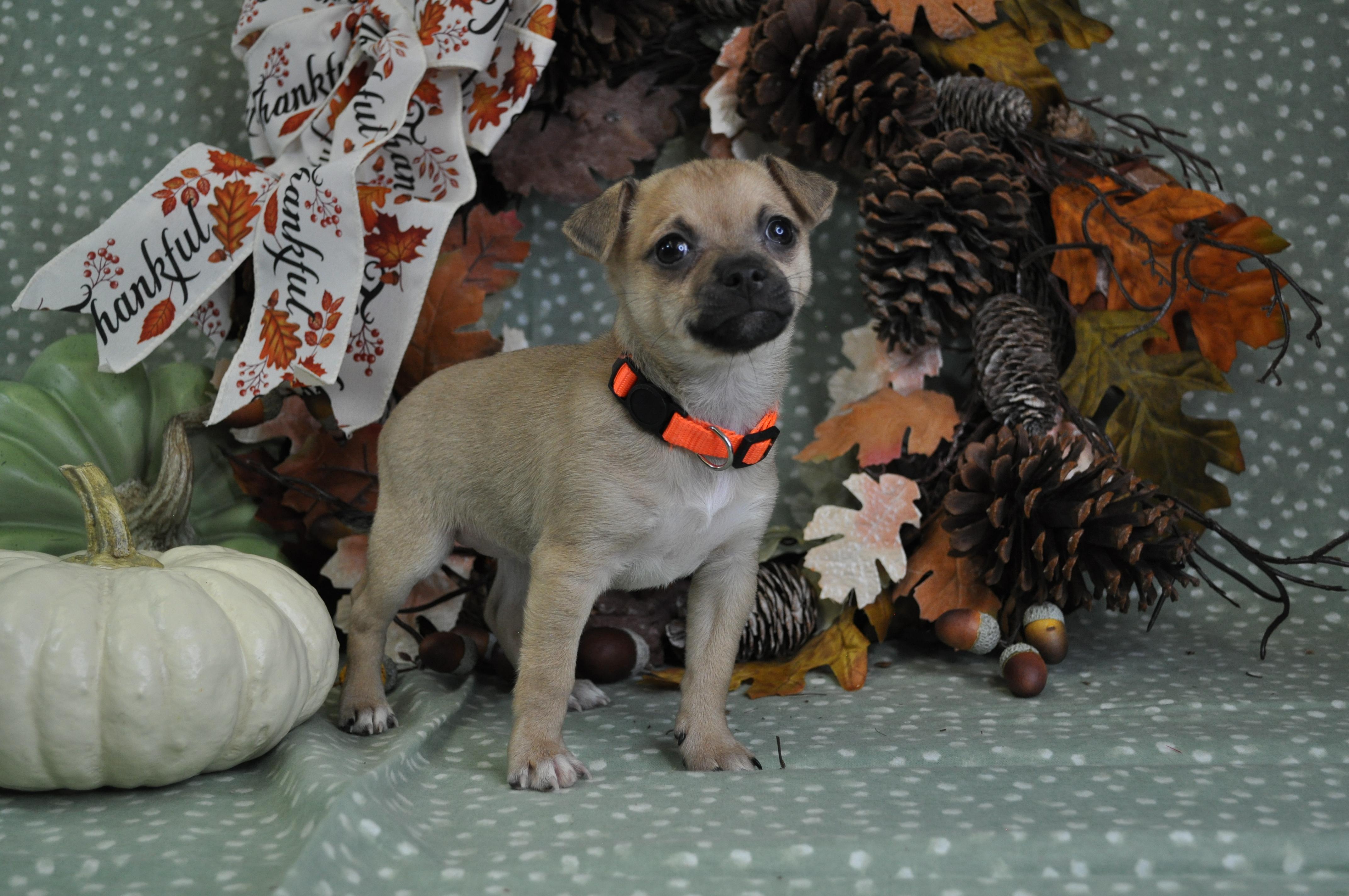 Olivia, Adoptable, Puppy Female Chihuahua & Mixed Breed.