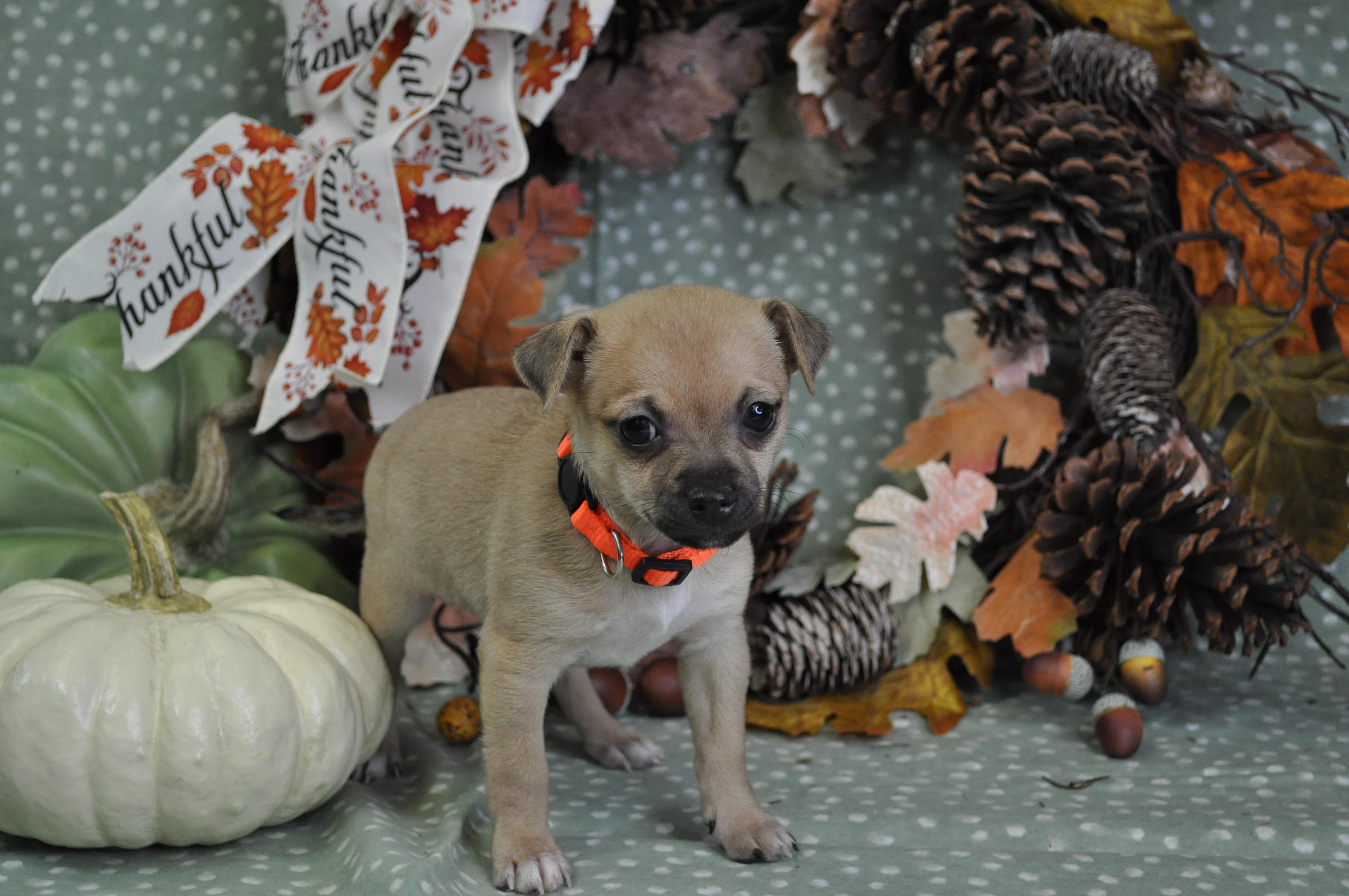 Olivia, a Adoptable mixed breed in Union Gap, WA image 2/6