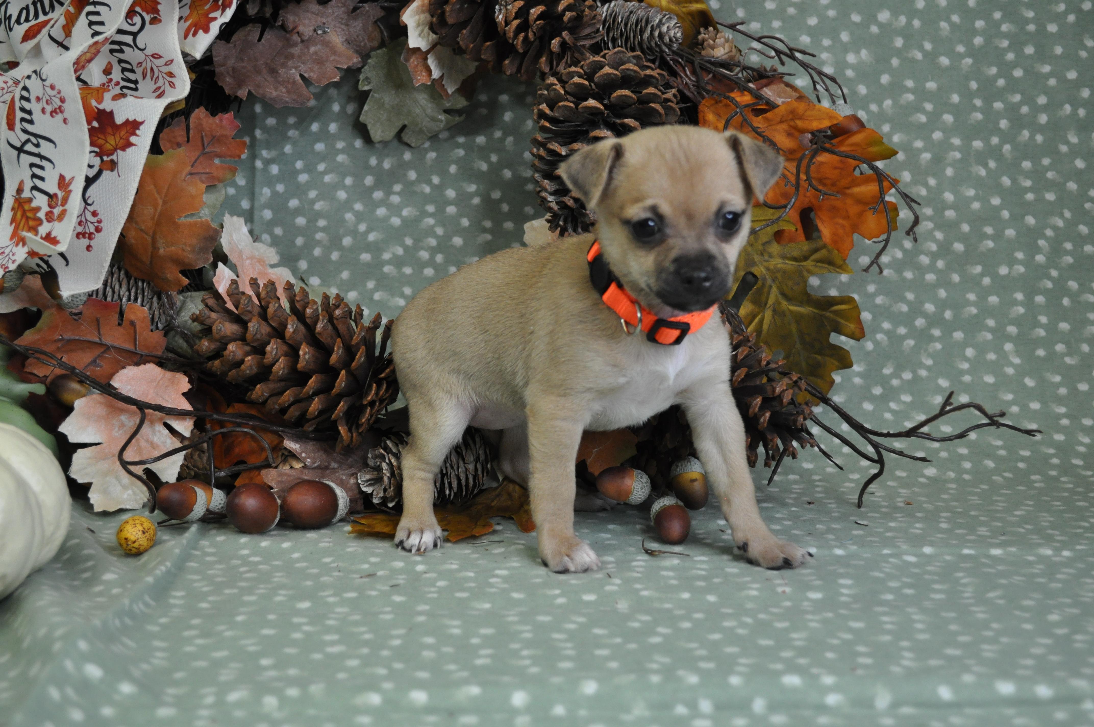 Olivia, a Adoptable mixed breed in Union Gap, WA image 4/6