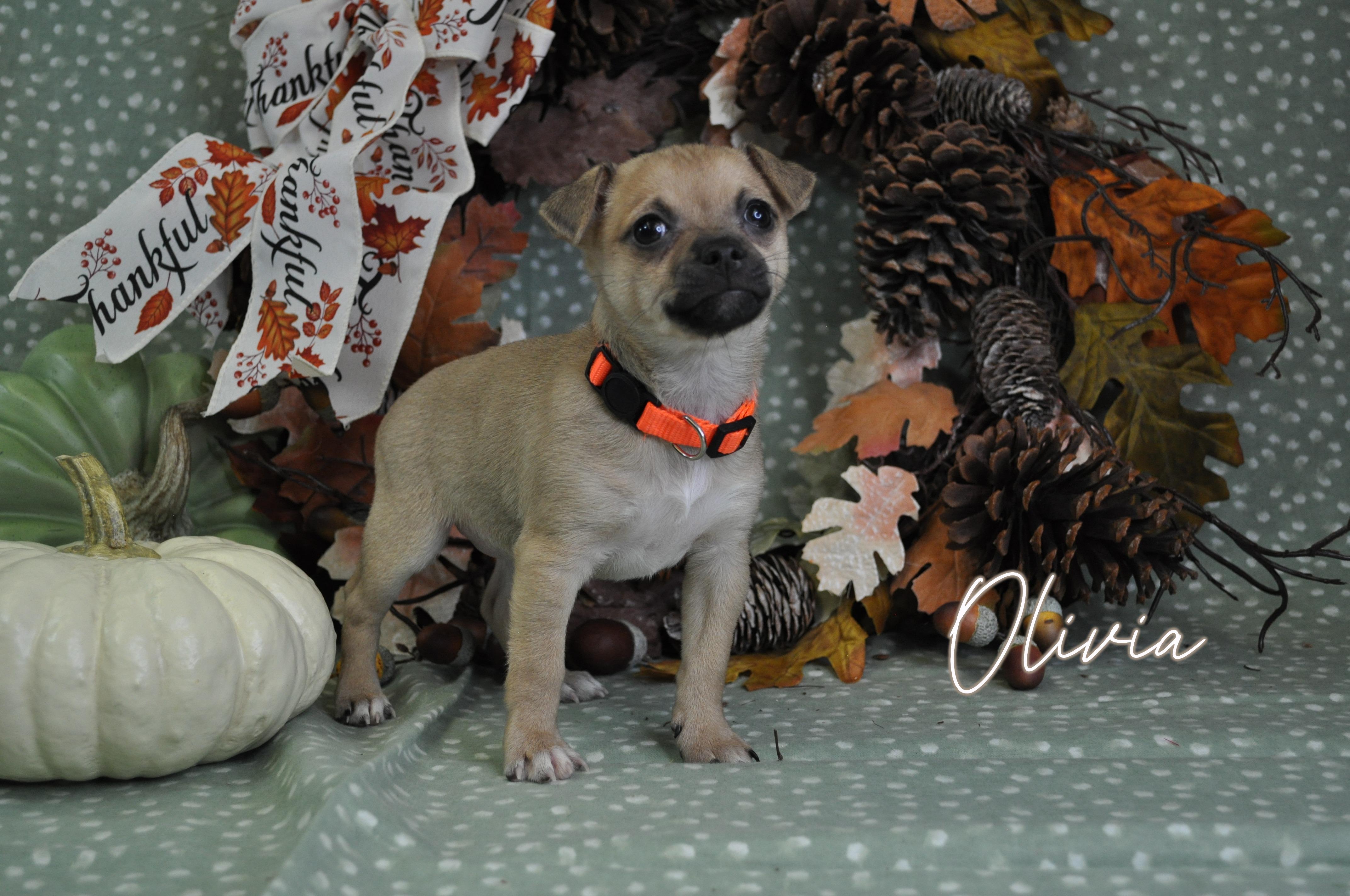 Olivia, a Adoptable mixed breed in Union Gap, WA image 5/6