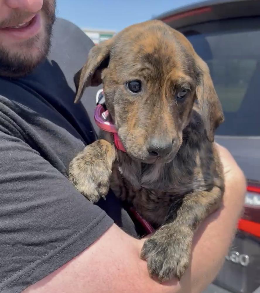 Enlarge Conachere / Carol Baskins, a Adoptable mixed breed in Broomfield, CO image 1/6