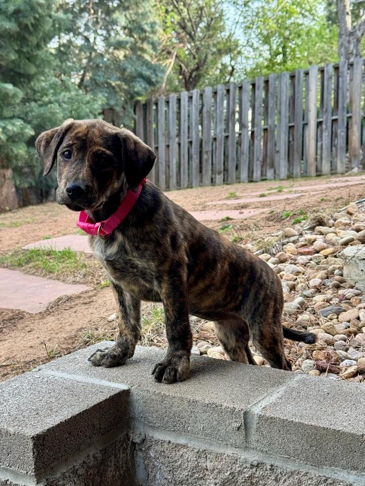 Enlarge Conachere / Carol Baskins, a Adoptable mixed breed in Broomfield, CO image 2/6