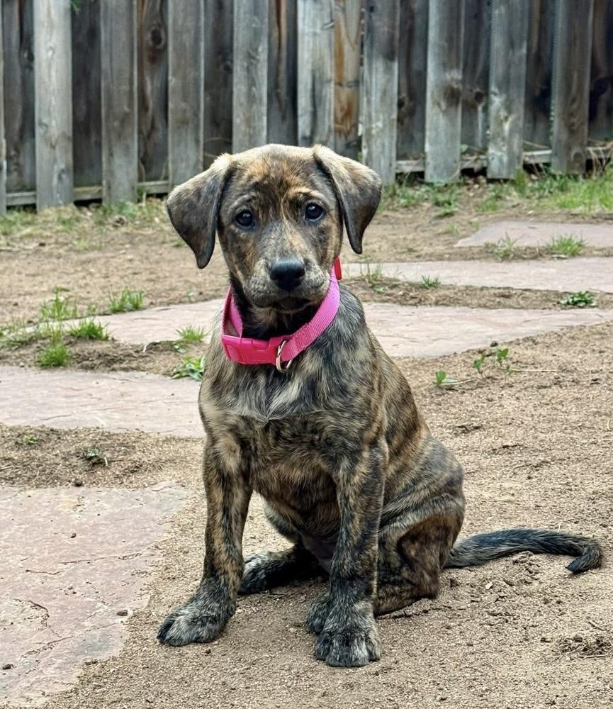 Enlarge Conachere / Carol Baskins, a Adoptable mixed breed in Broomfield, CO image 3/6