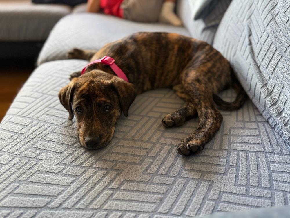 Enlarge Conachere / Carol Baskins, a Adoptable mixed breed in Broomfield, CO image 4/6