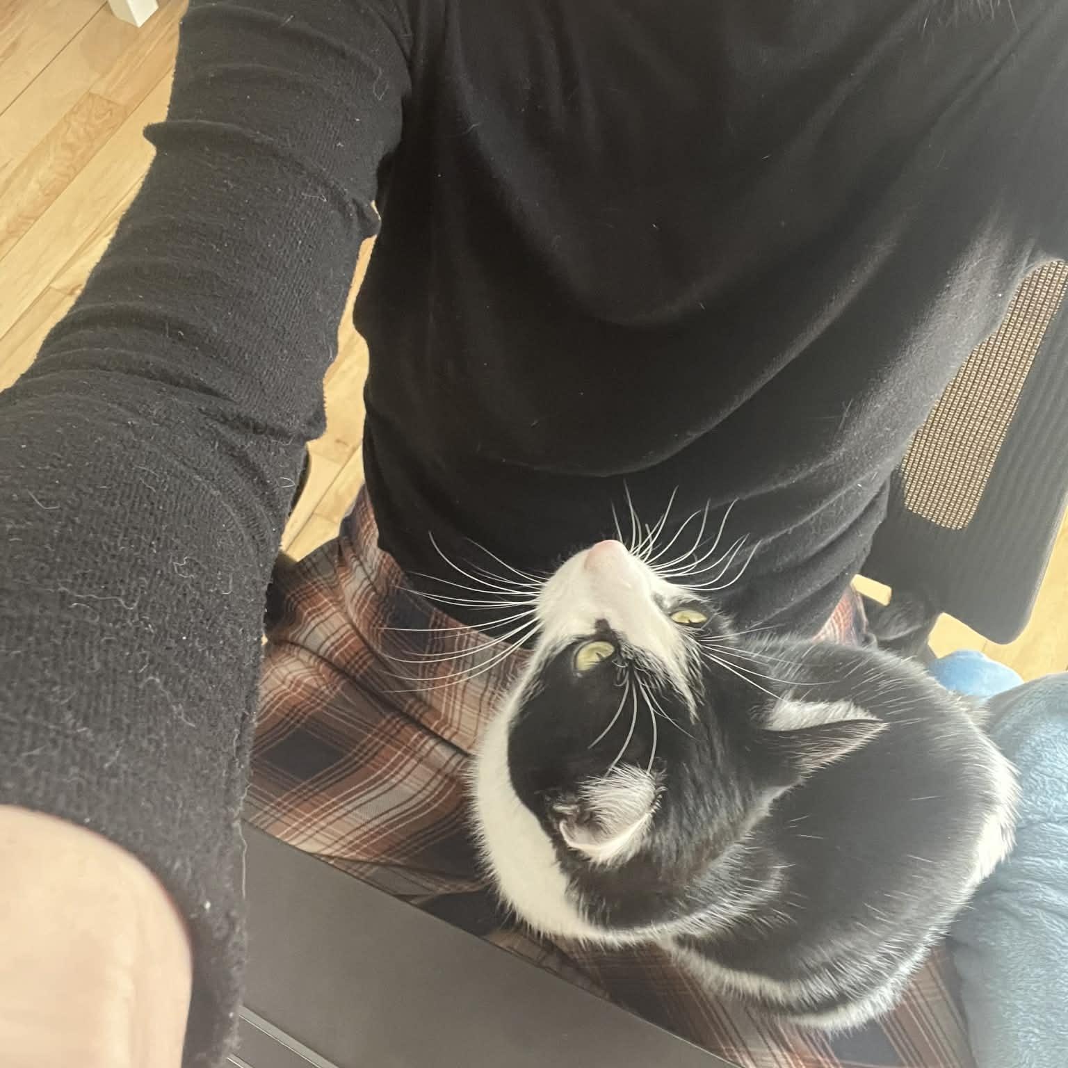 Mowgli, a Adoptable mixed breed in Montreal, QC image 5/6