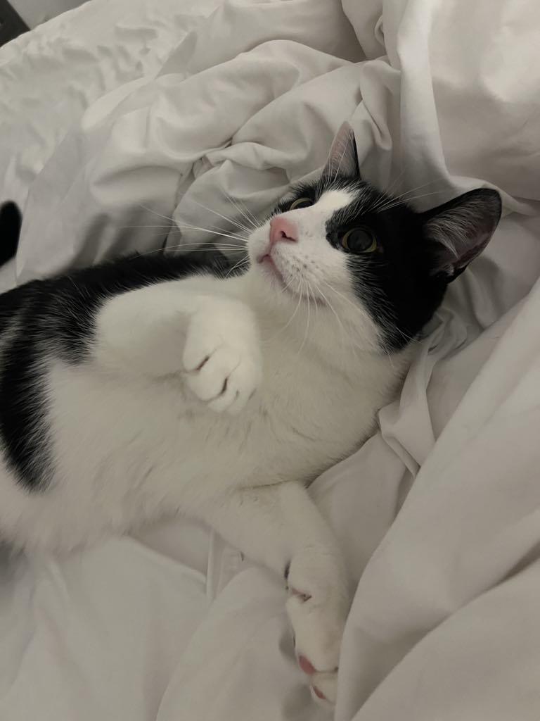 Mowgli, a Adoptable mixed breed in Montreal, QC image 6/6