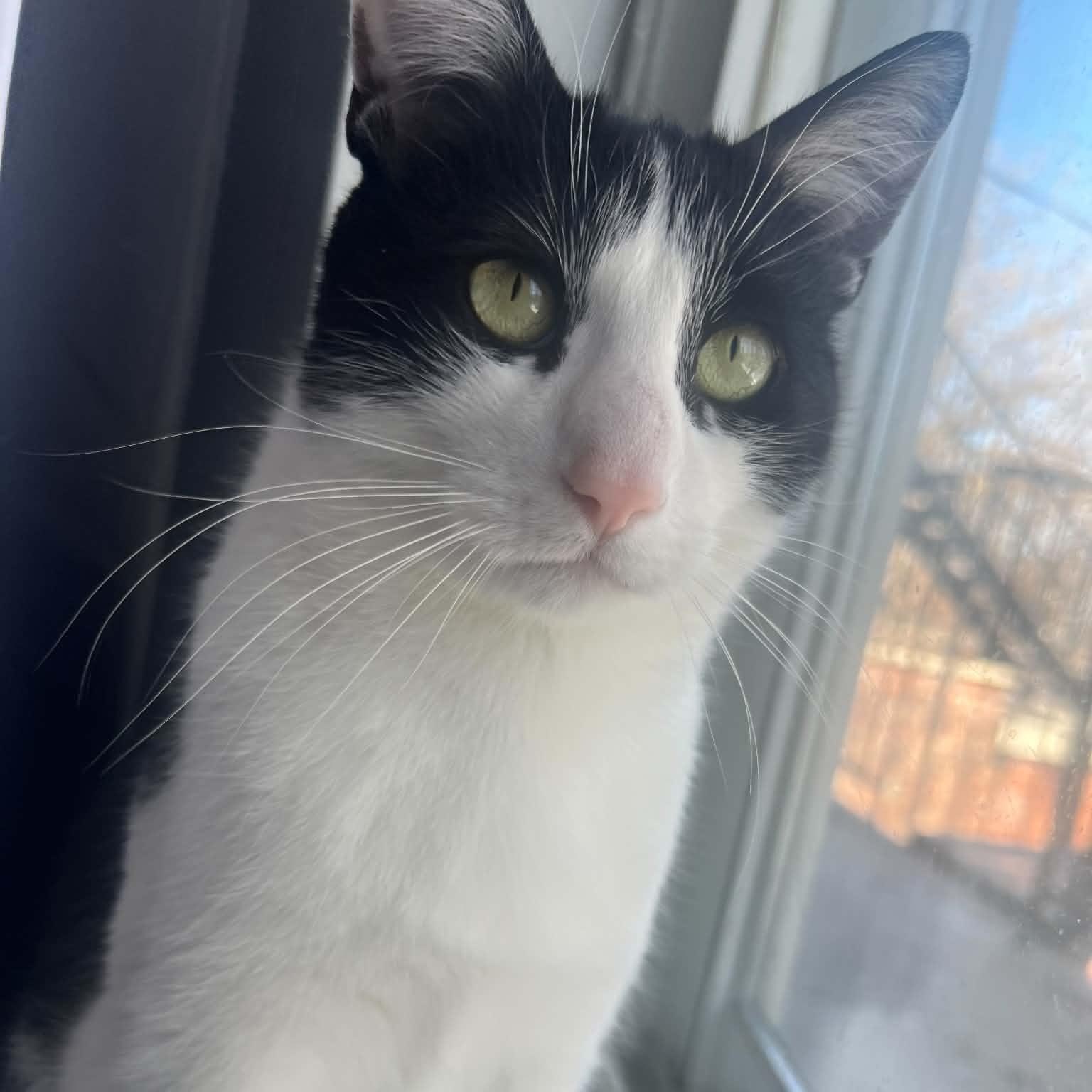 Mowgli, a Adoptable mixed breed in Montreal, QC image 6/6