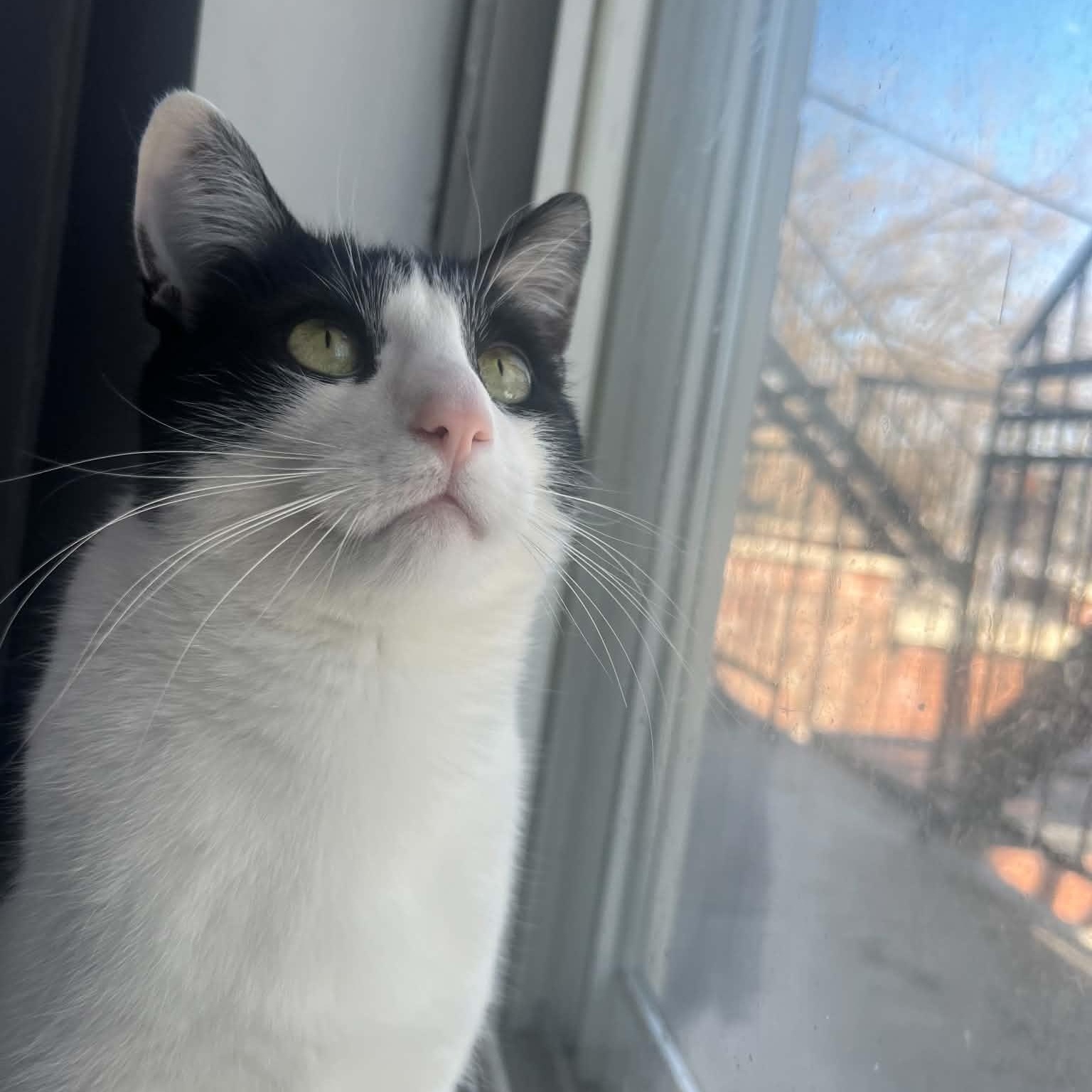 Mowgli, a Adoptable mixed breed in Montreal, QC image 1/6