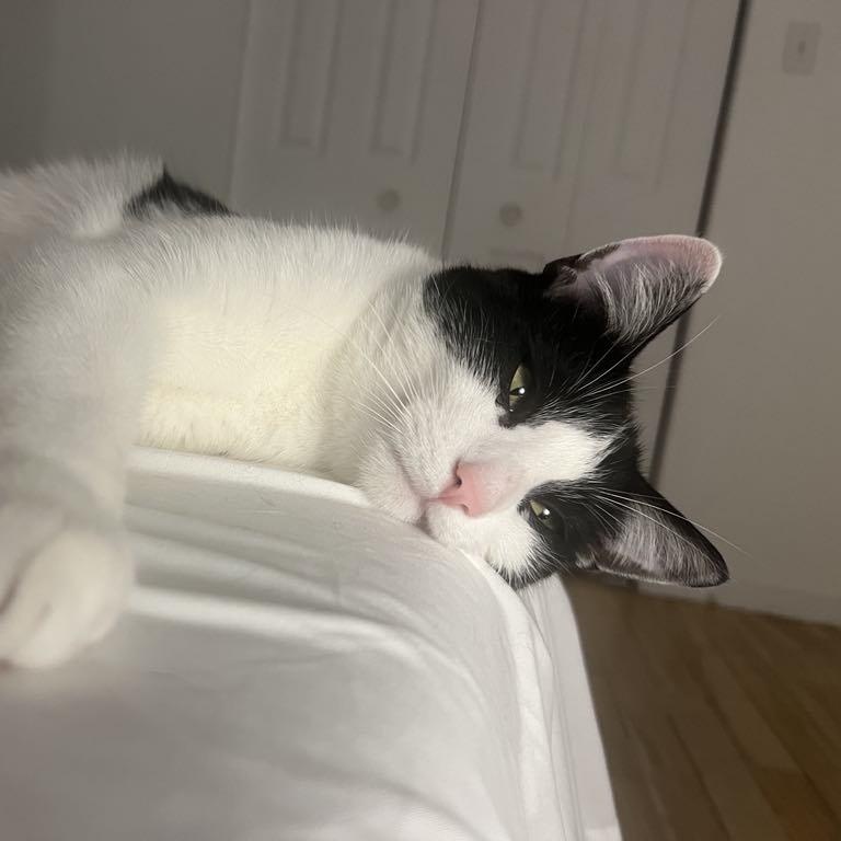 Mowgli, a Adoptable mixed breed in Montreal, QC image 2/6