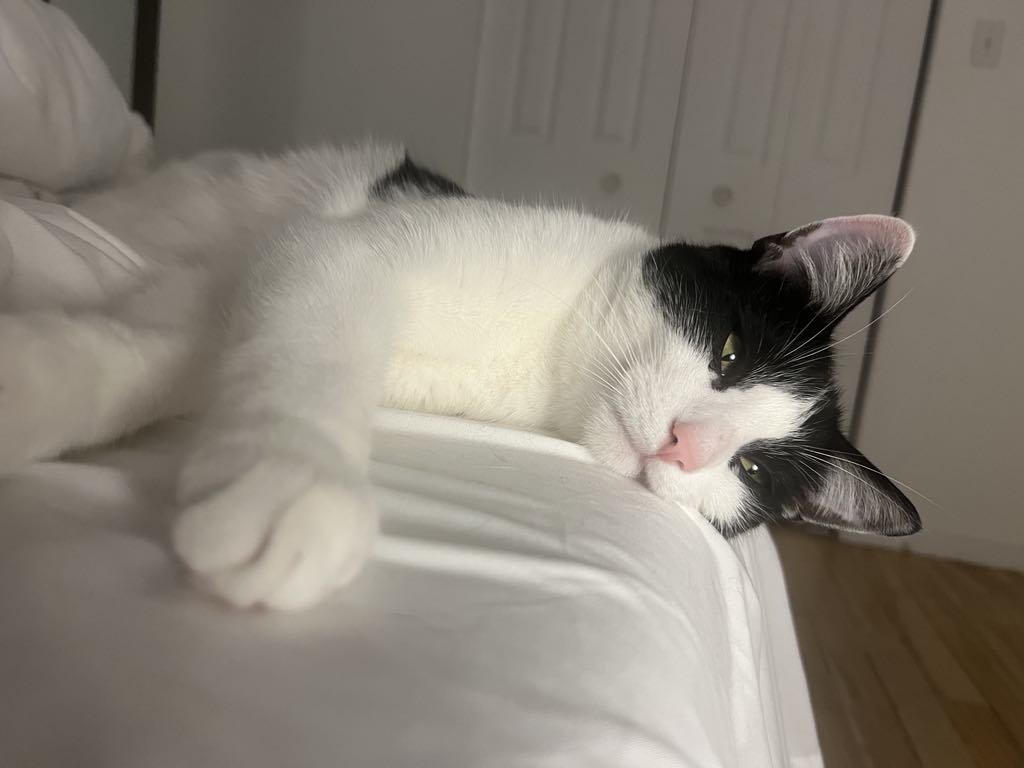 Mowgli, a Adoptable mixed breed in Montreal, QC image 1/6