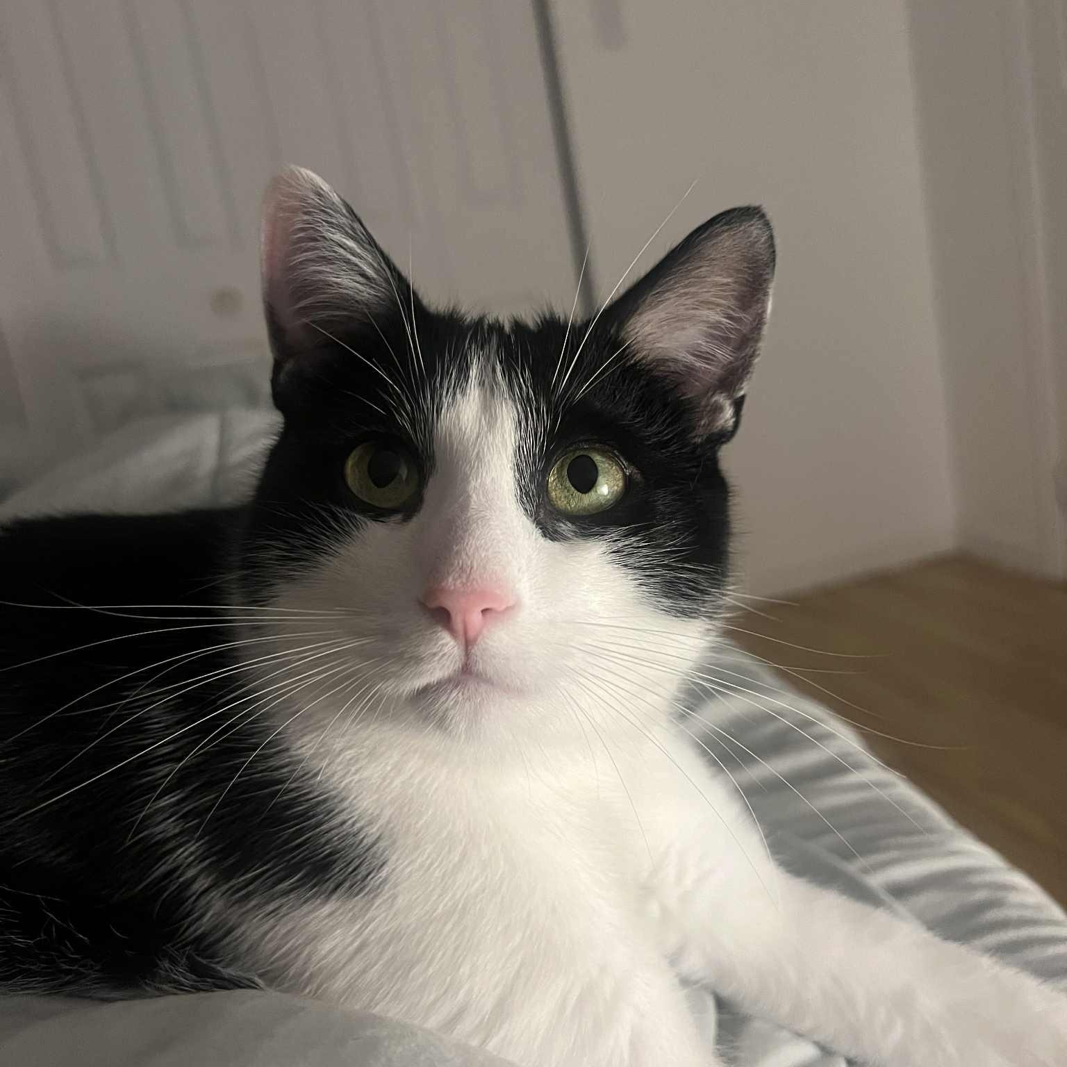 Mowgli, Adoptable, Adult Male Domestic Short Hair & Oriental Short Hair.