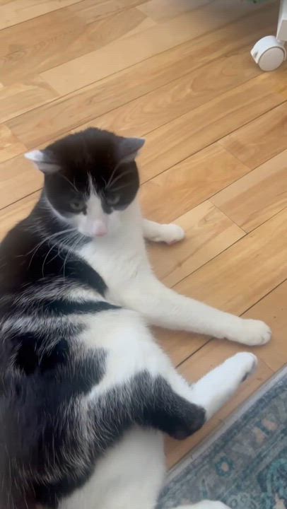 Enlarge Mowgli, a Adoptable mixed breed in Montreal, QC video 5/6