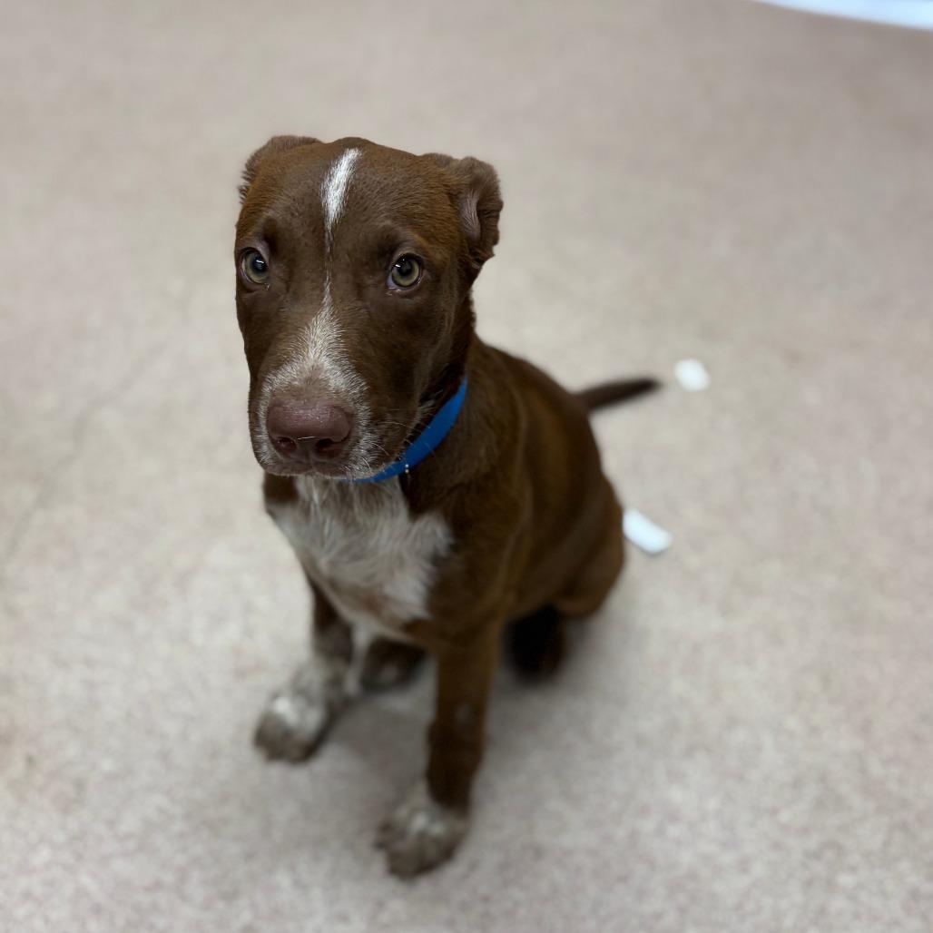 Enlarge Zion, a Adoptable mixed breed in Ardmore, OK image 1/1