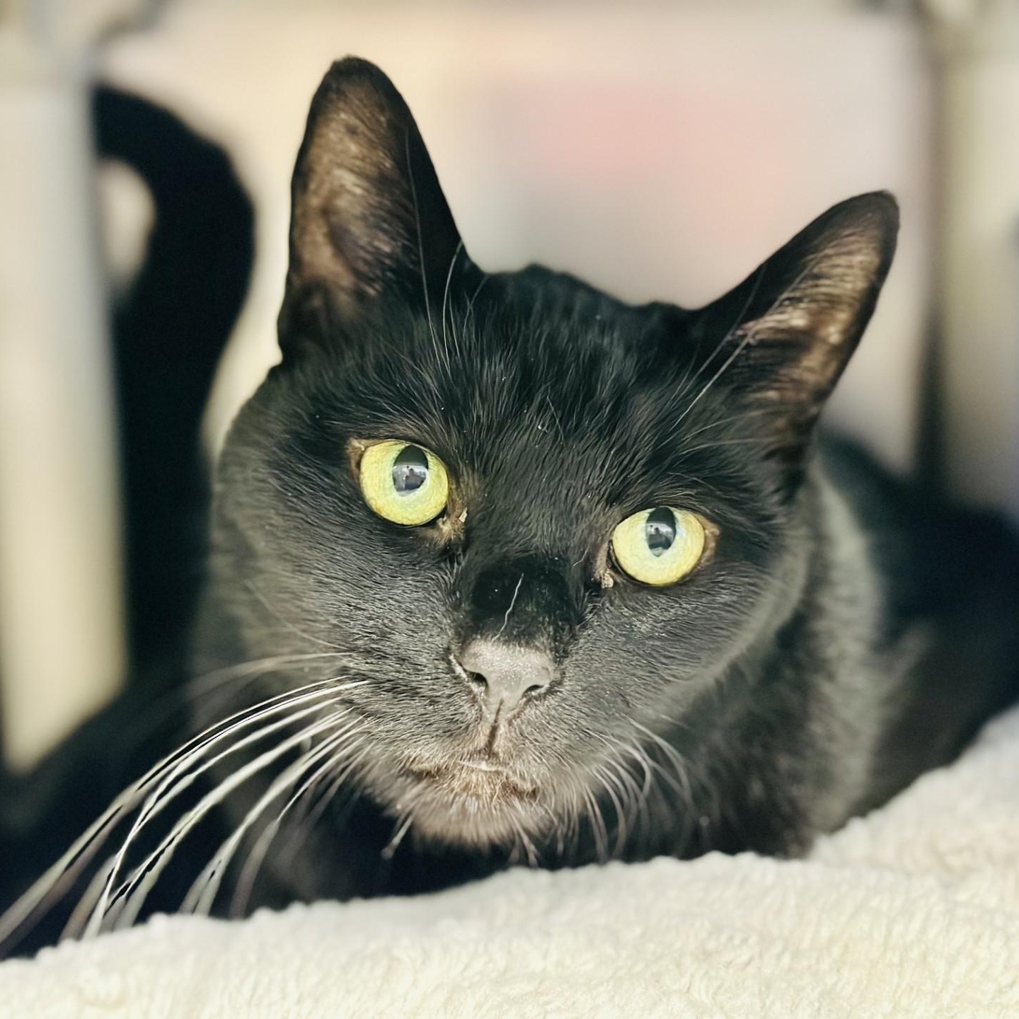 Gino, ADOPTABLE, Senior Male Domestic Short Hair.