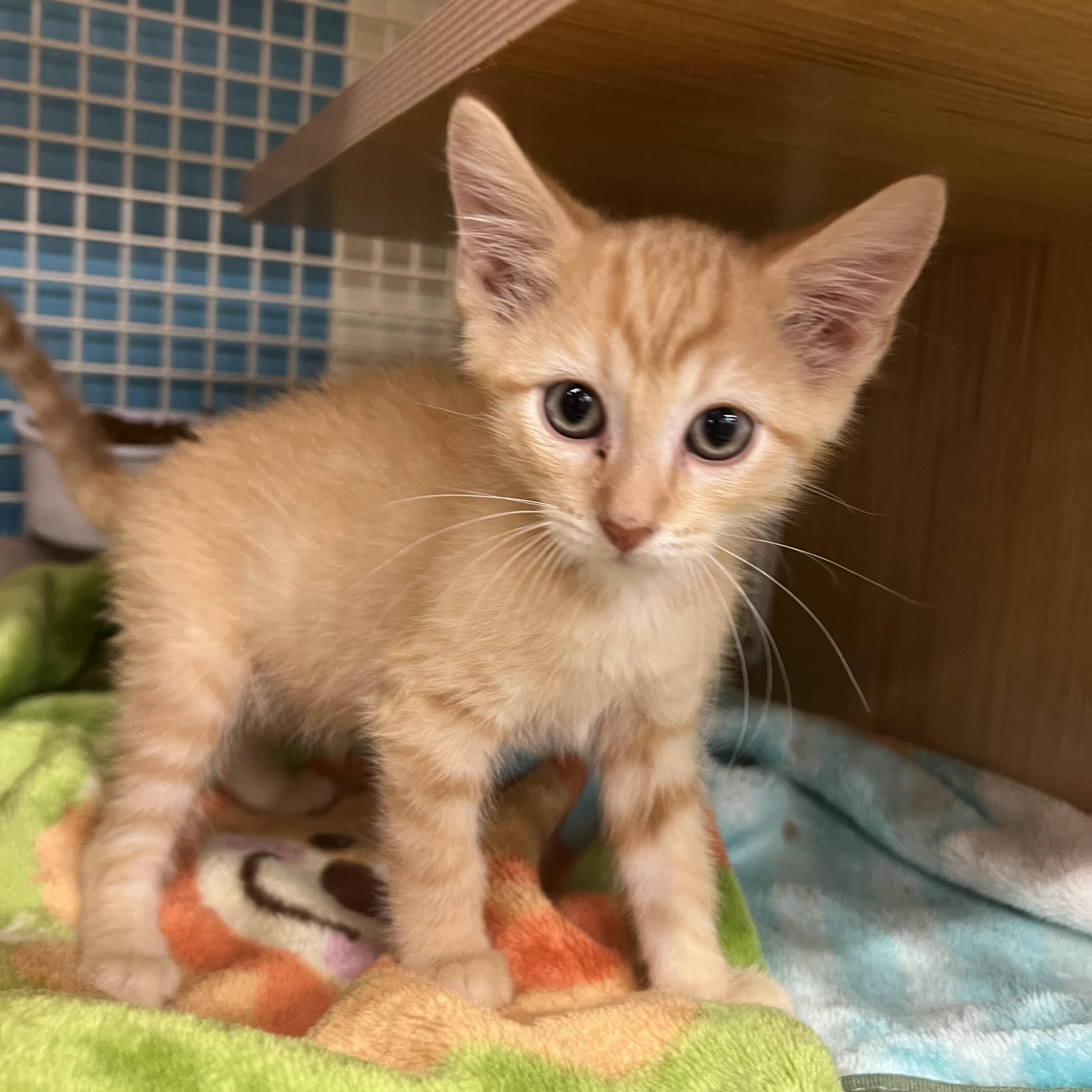 Flame & Blaze, ADOPTABLE, Kitten Male Domestic Short Hair.