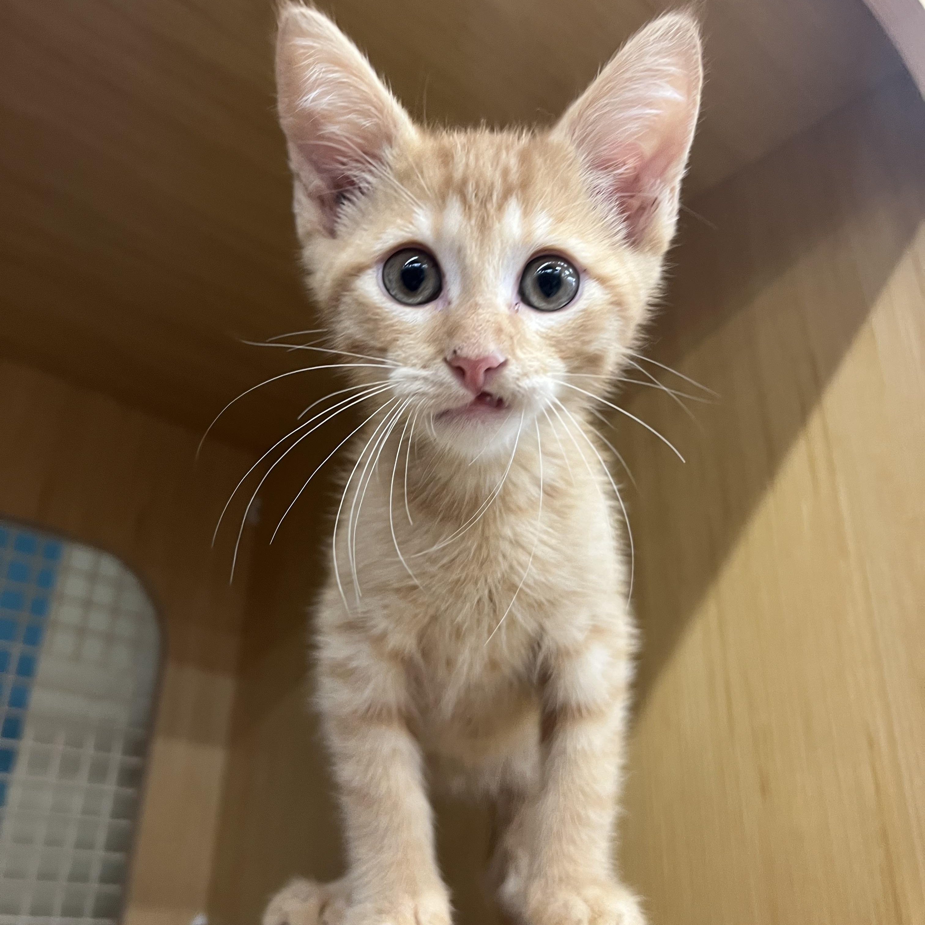 Flame & Blaze, a ADOPTABLE Domestic Short Hair in Manhattan, KS image 3/3