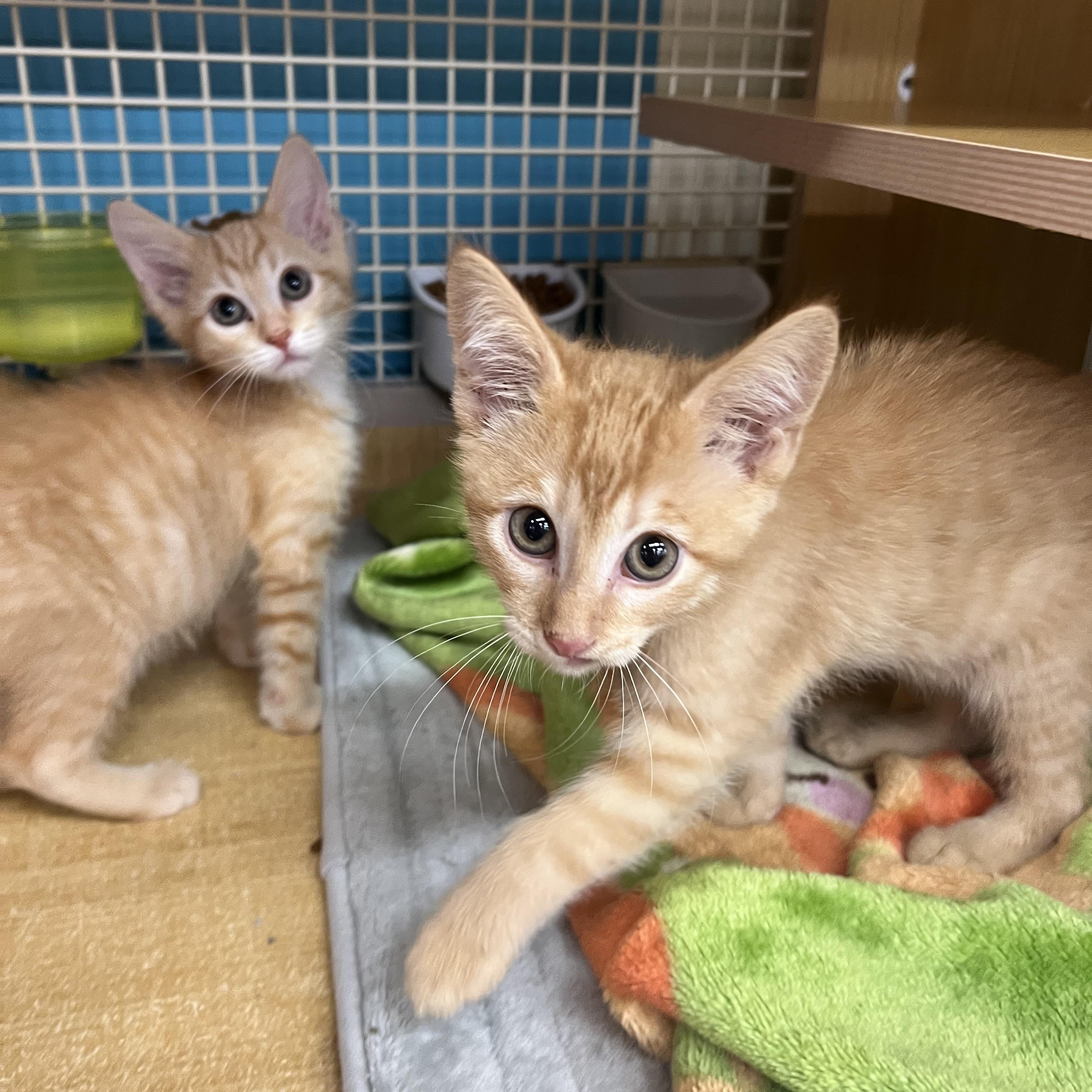 Flame & Blaze, a ADOPTABLE Domestic Short Hair in Manhattan, KS image 2/3