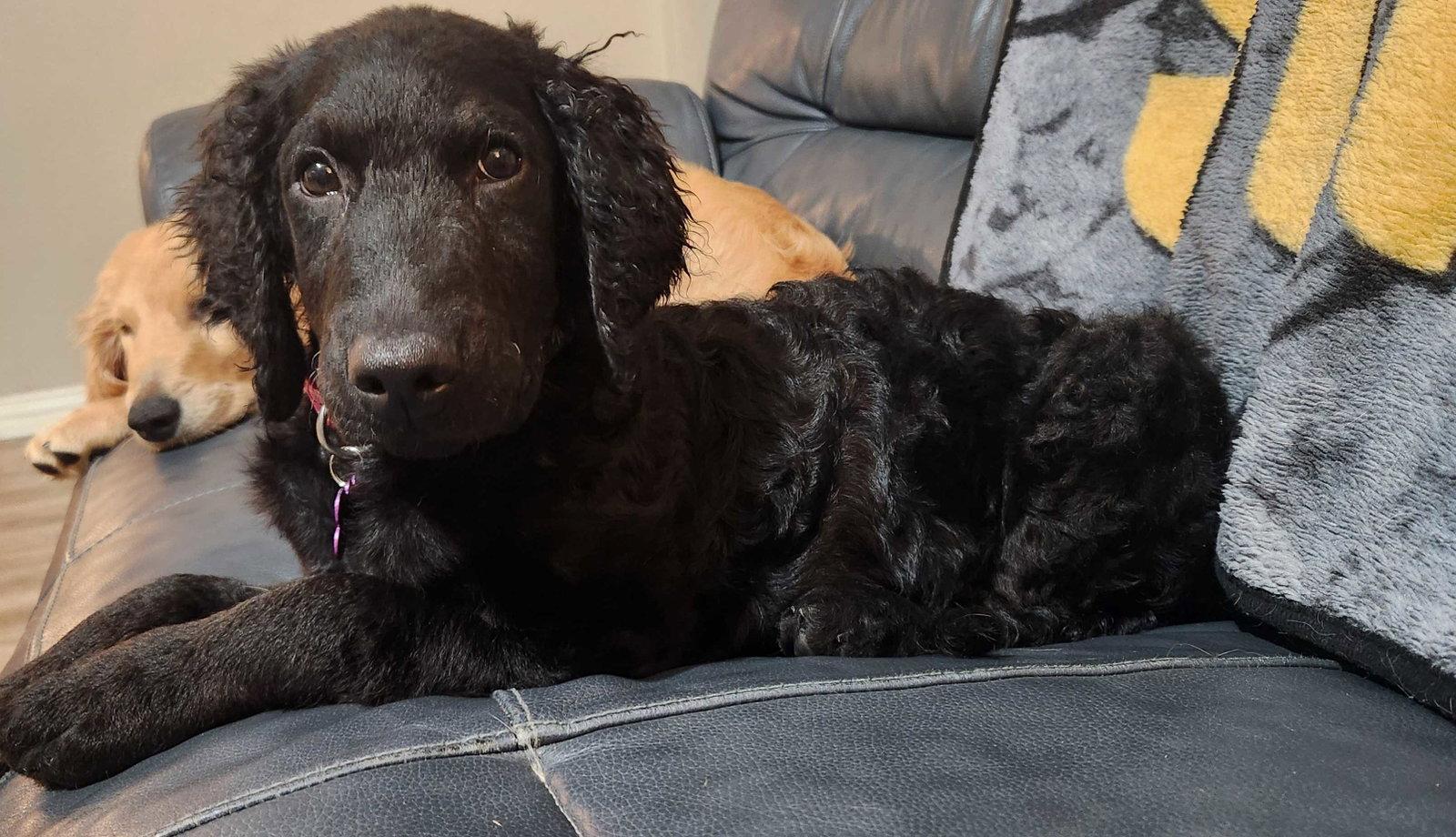 Addie, Adoptable, Puppy Female Standard Poodle & Golden Retriever.