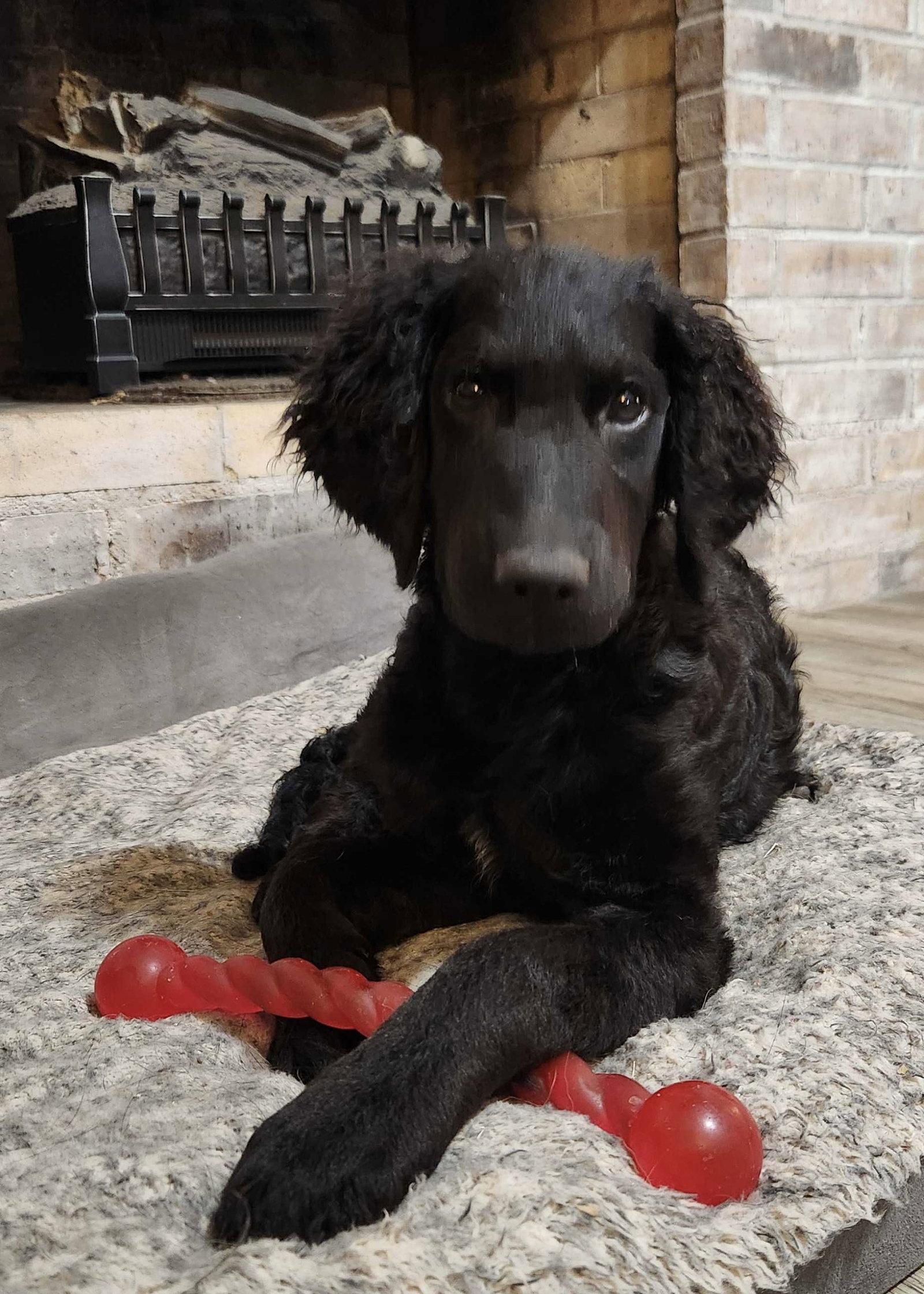 Enlarge Addie, a Adoptable mixed breed in Fort Worth, TX image 2/3