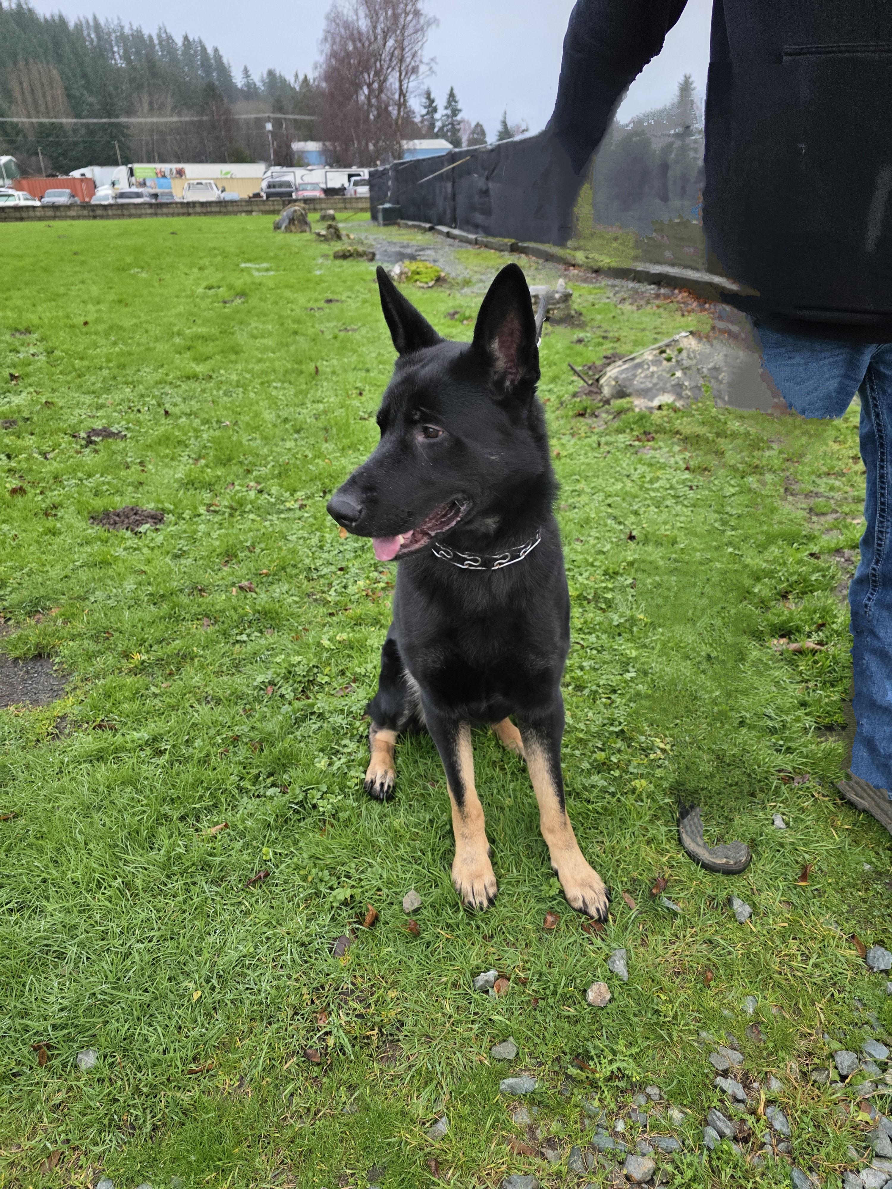 Enlarge Odin, a ADOPTABLE German Shepherd Dog in Bow, WA image 2/2