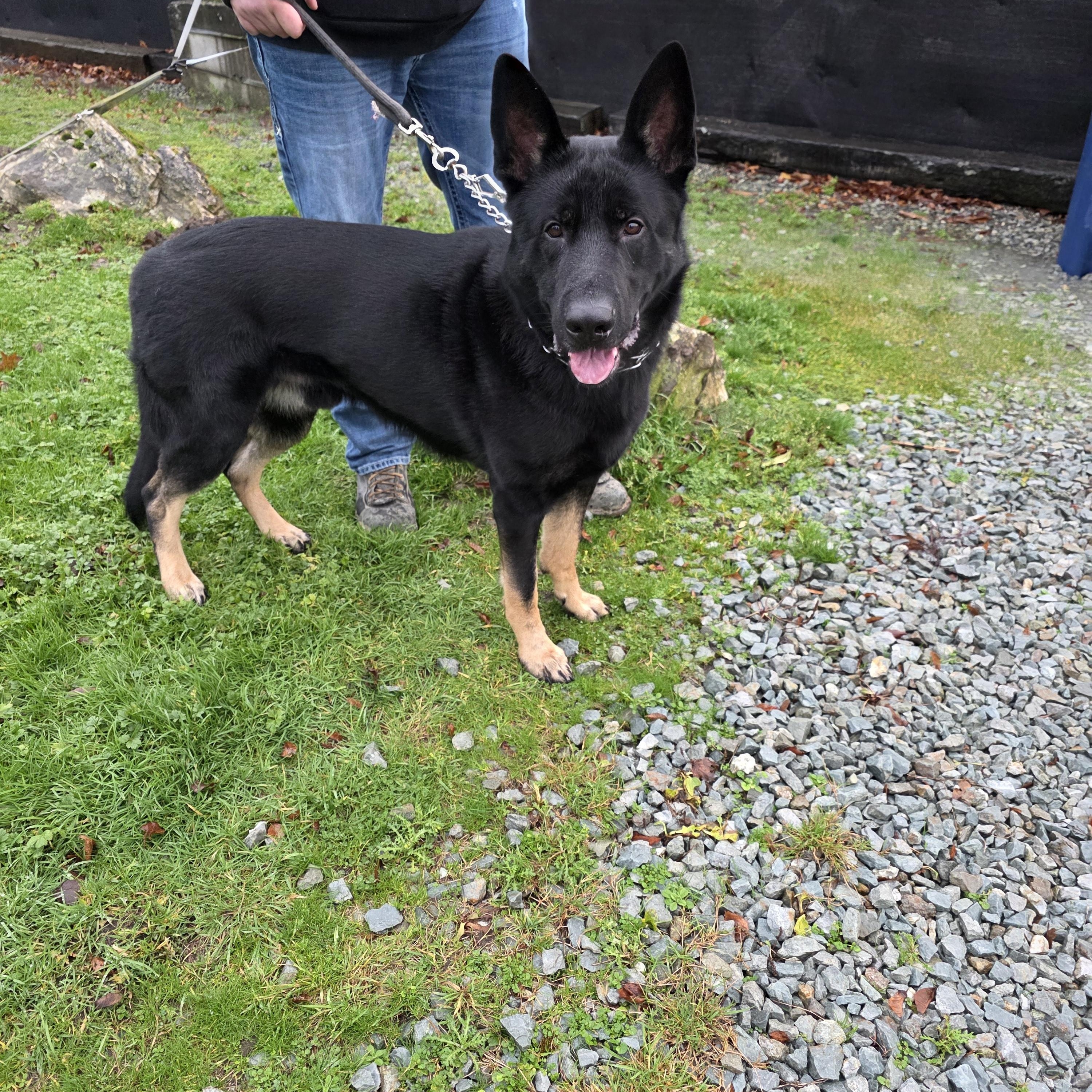 Odin, ADOPTABLE, Young Male German Shepherd Dog.