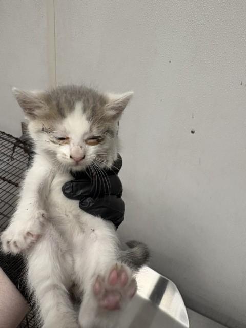 HELLA, Adoptable, Young Female Domestic Short Hair.