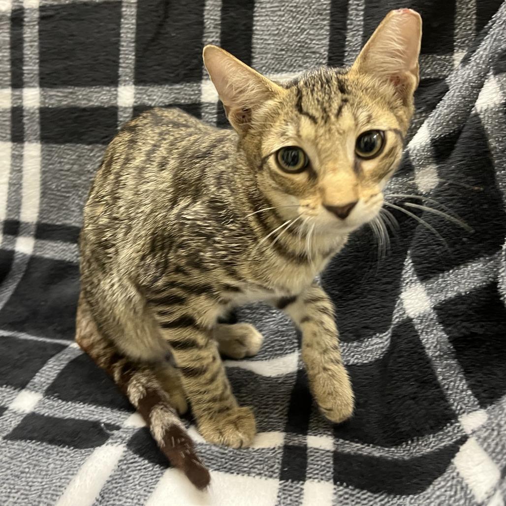 Gino, Adoptable, Young Male Domestic Short Hair & Bengal.