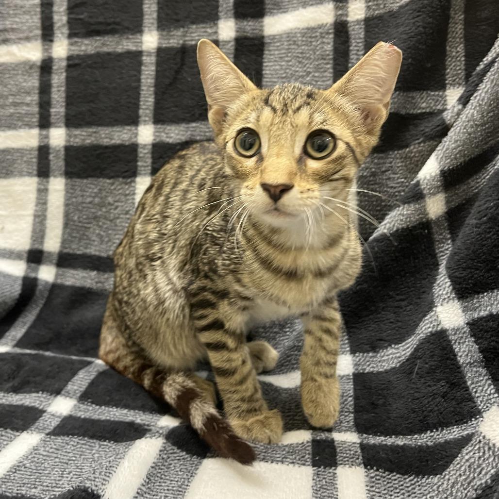 Gino, a Adoptable mixed breed in Folsom, LA image 2/2