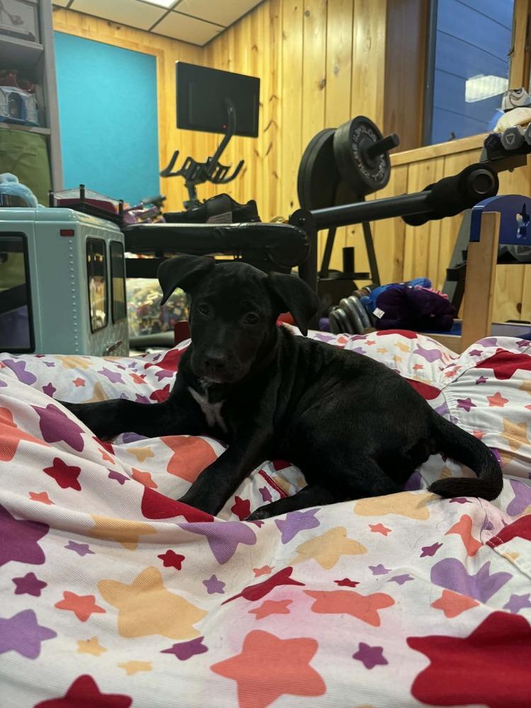 Bean II, Adoptable, Puppy Female German Shepherd Dog.