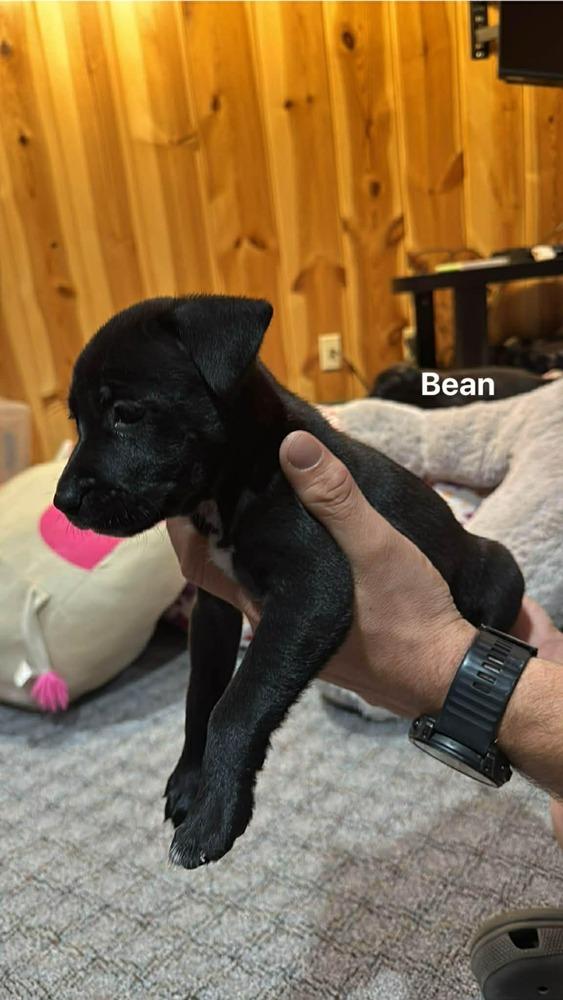 Bean II, Adoptable, Puppy Female German Shepherd Dog.