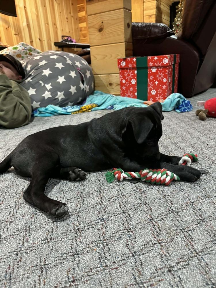 Enlarge Bean II, a Adoptable mixed breed in Fredonia, WI image 2/3