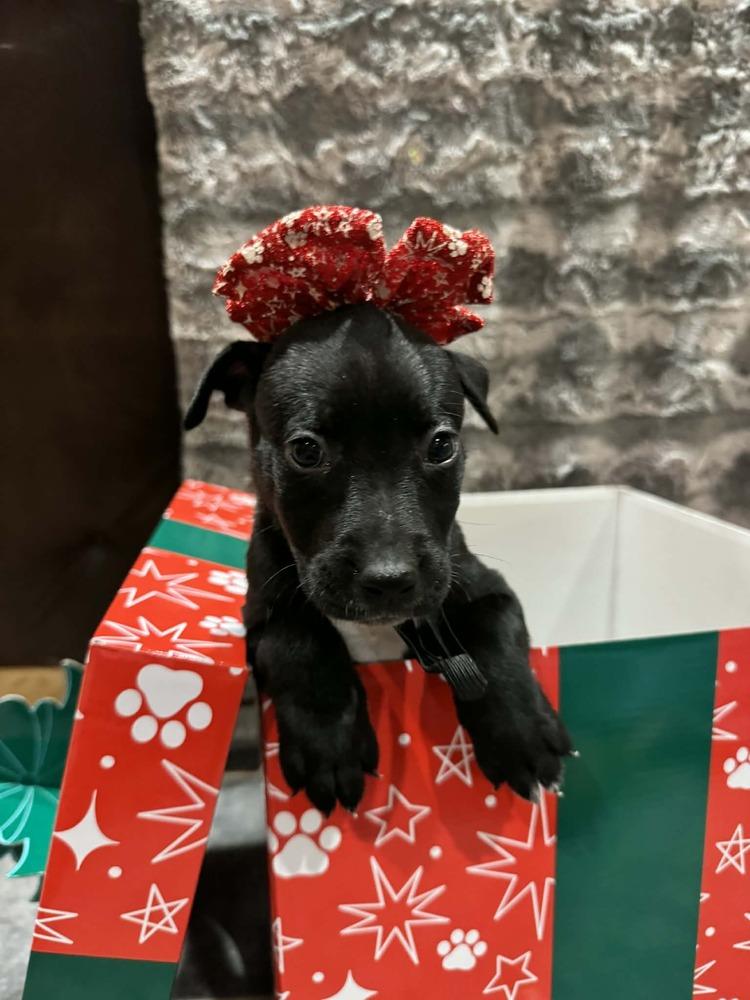 Bean II, a Adoptable mixed breed in Fredonia, WI image 2/2